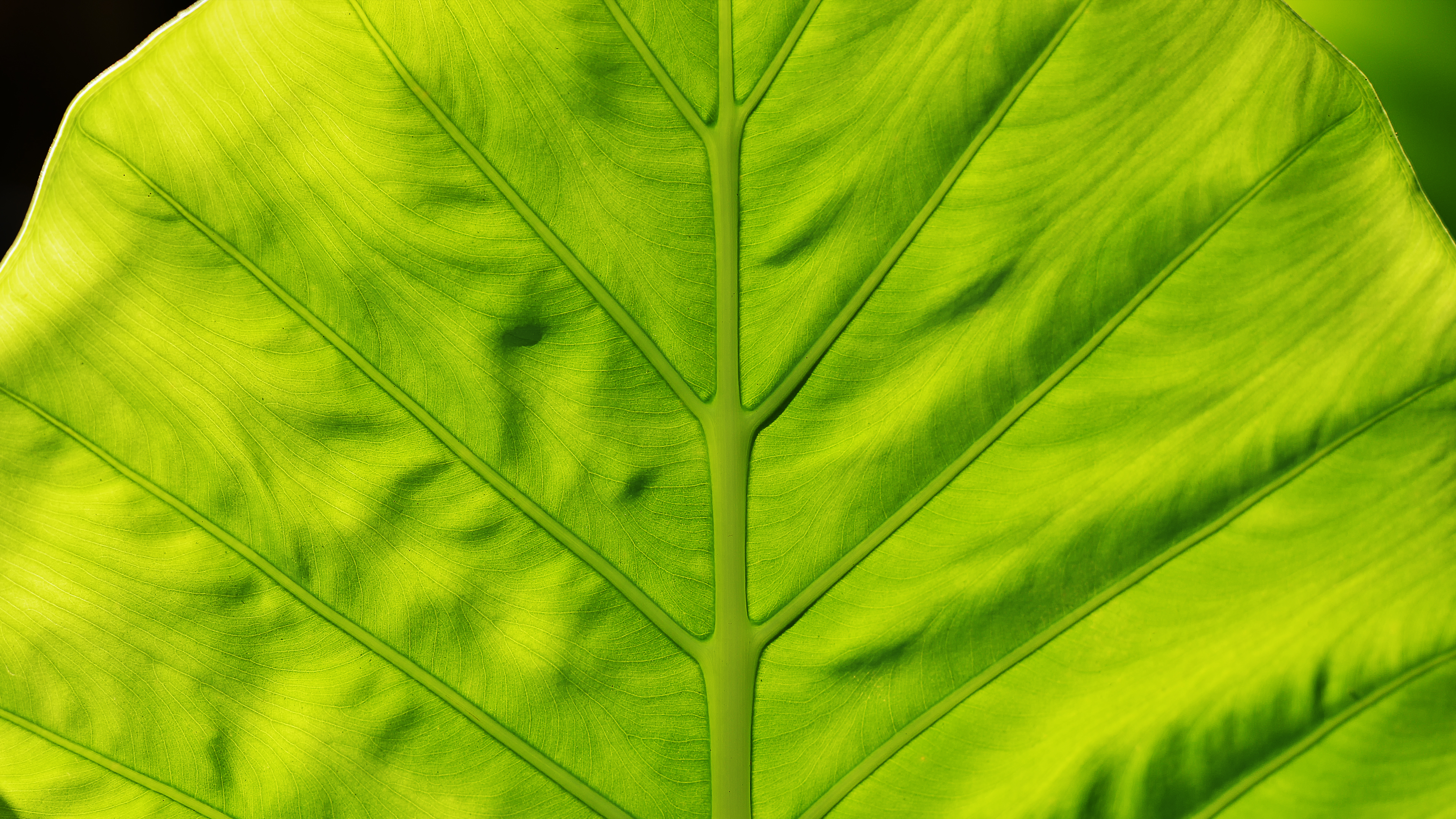 General 3840x2160 green leaves 4K
