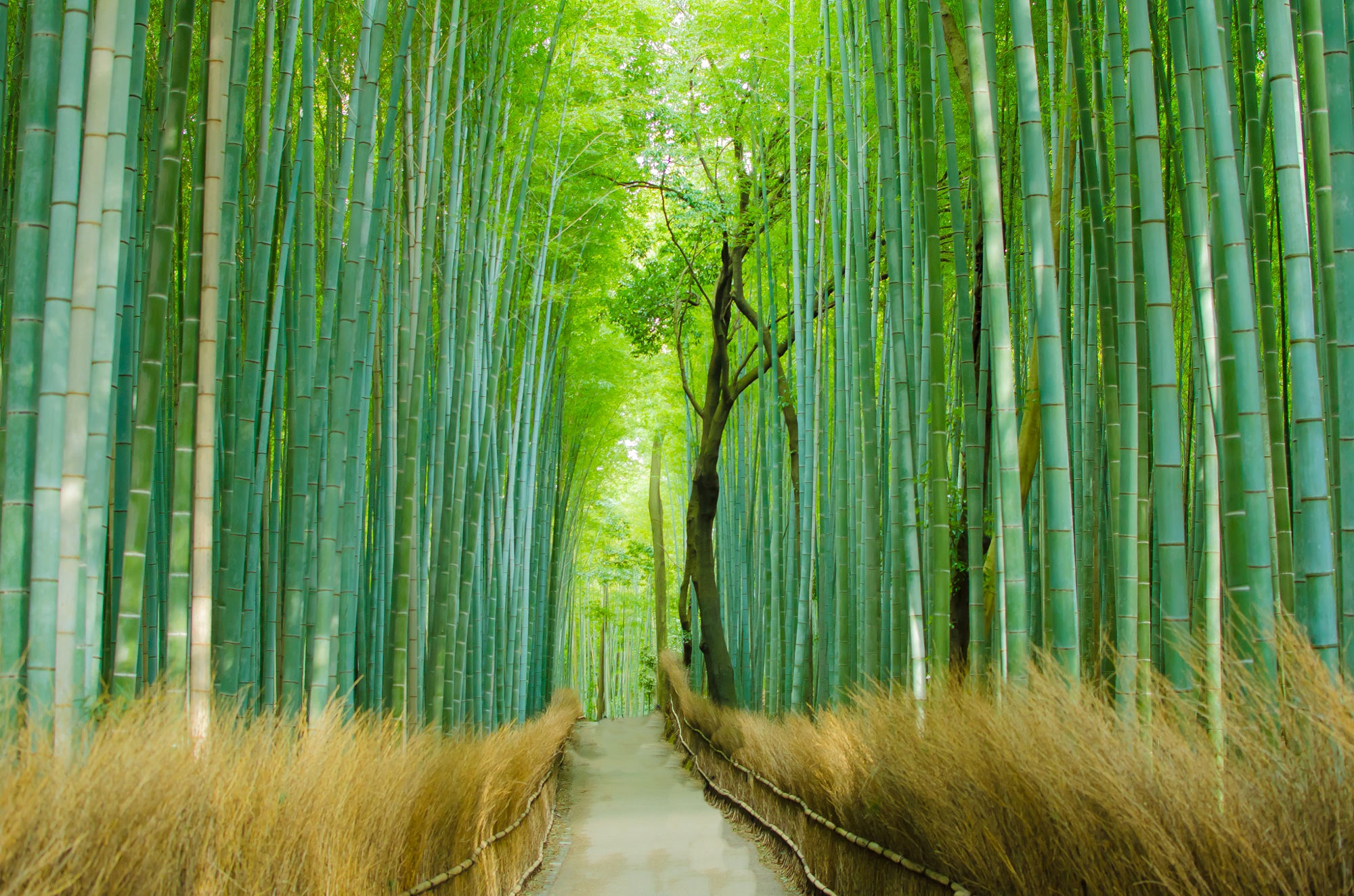 General 2000x1324 nature trees path bamboo green yellow grass