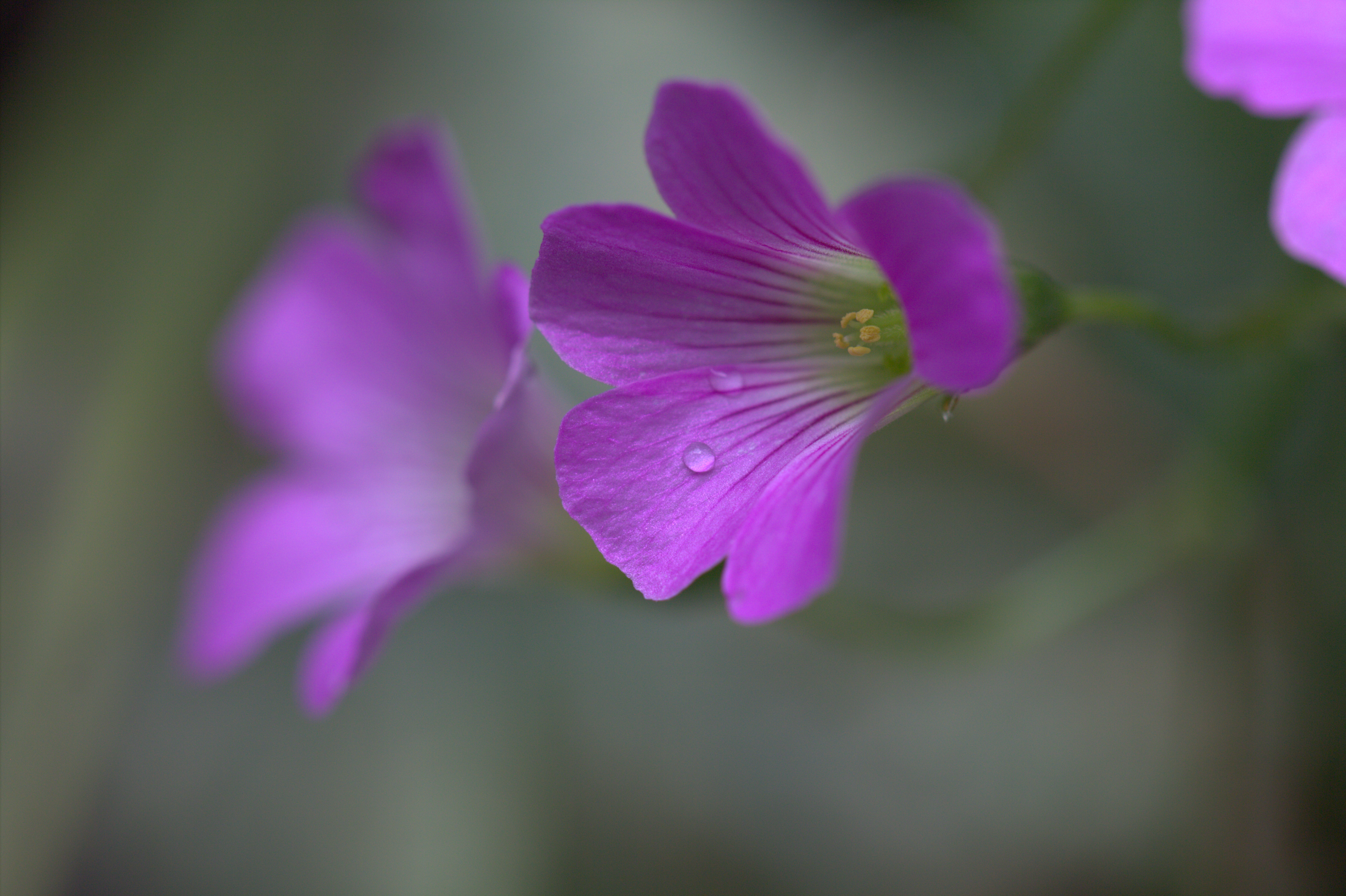 General 5202x3465 flowers plants purple water drops closeup macro