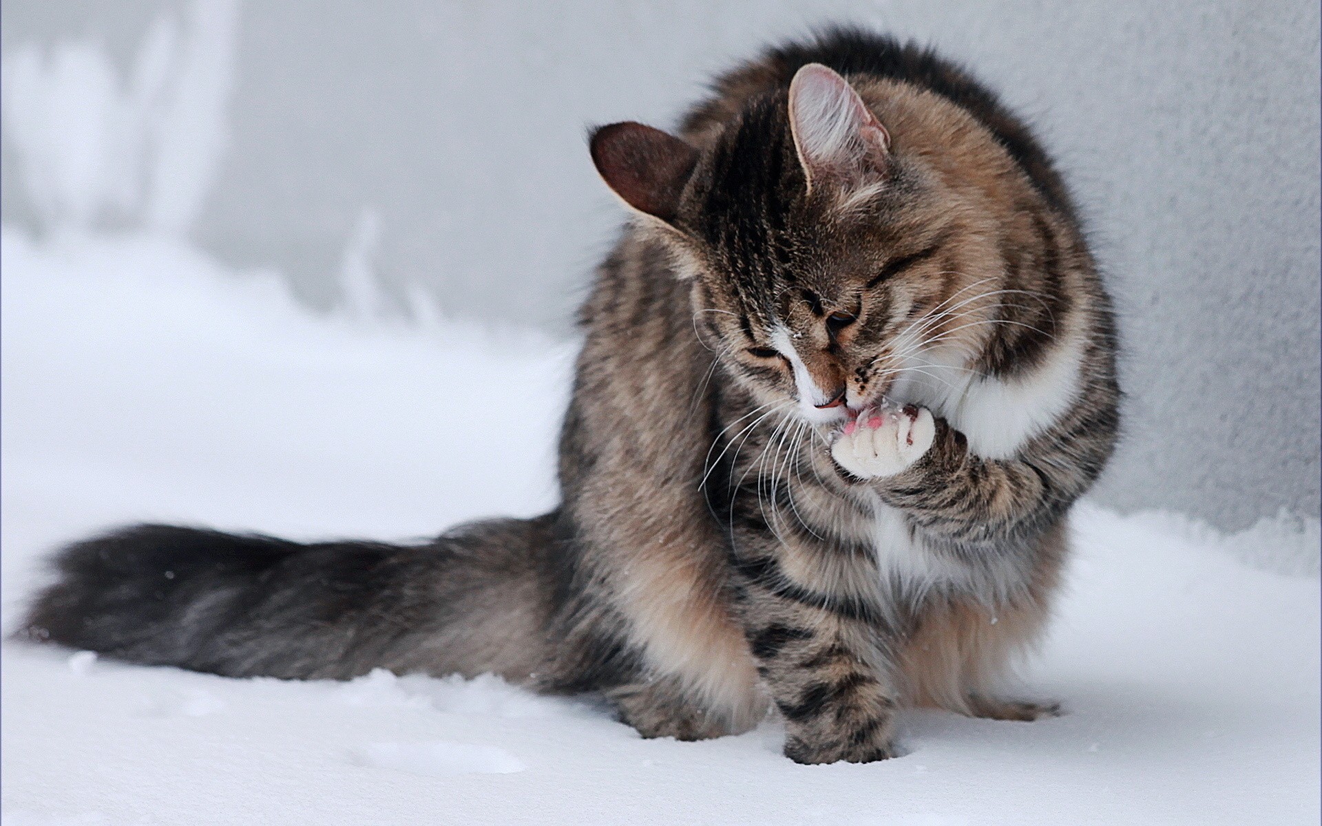 General 1920x1200 cats snow outdoors animals