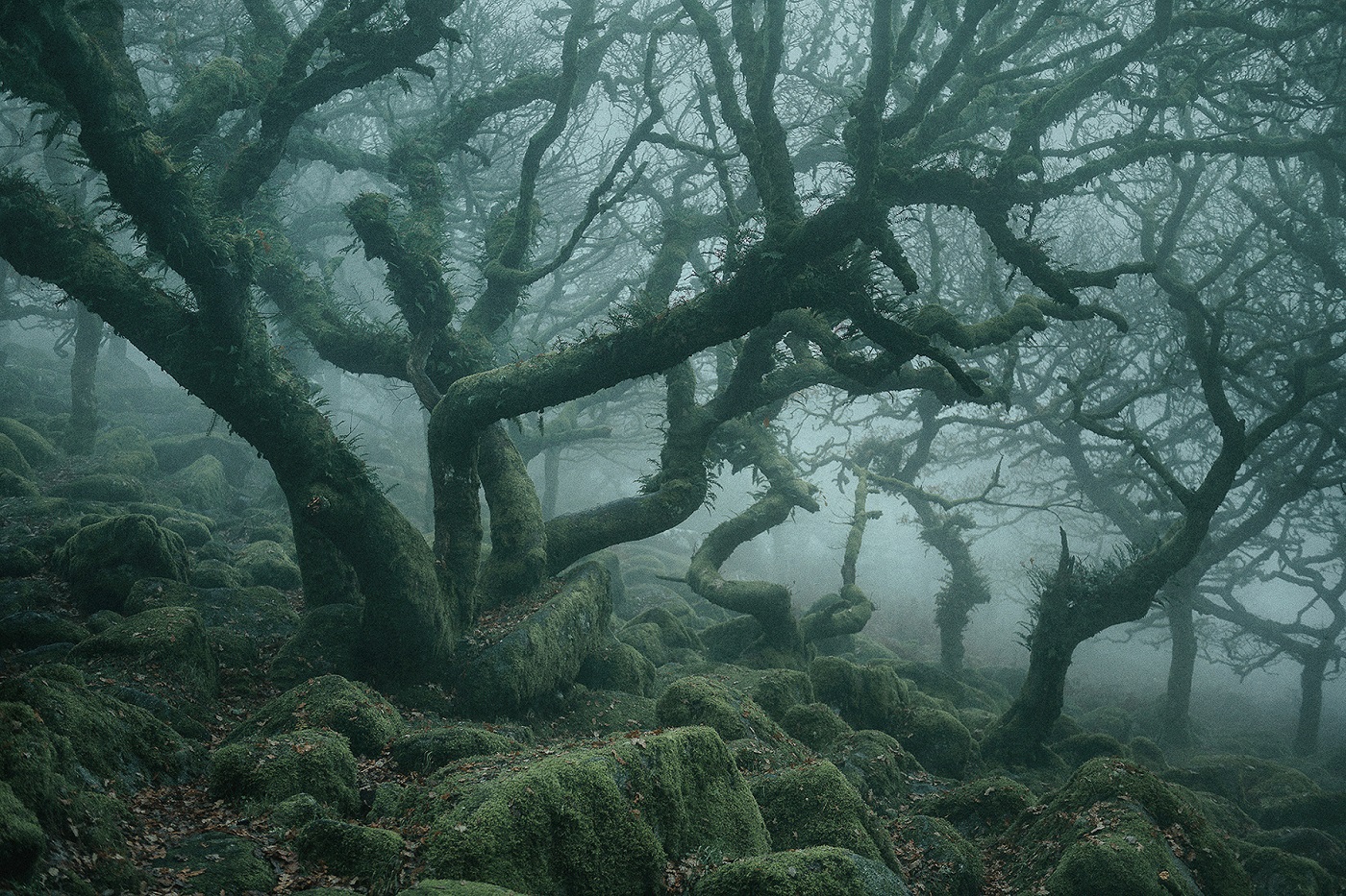 General 1400x933 nature landscape trees forest mist fallen leaves moss England