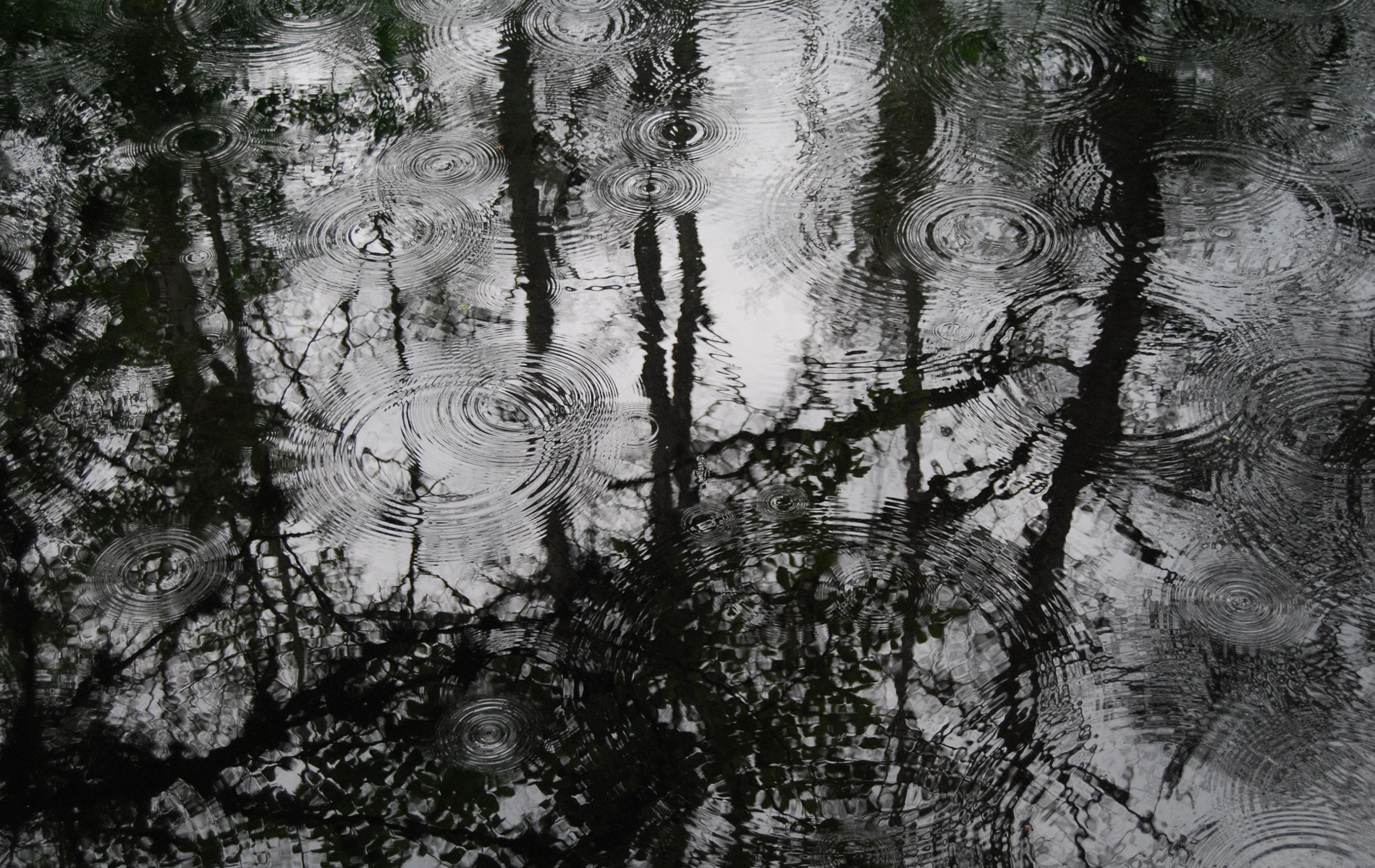 General 1900x1200 water reflection rain ripples trees monochrome