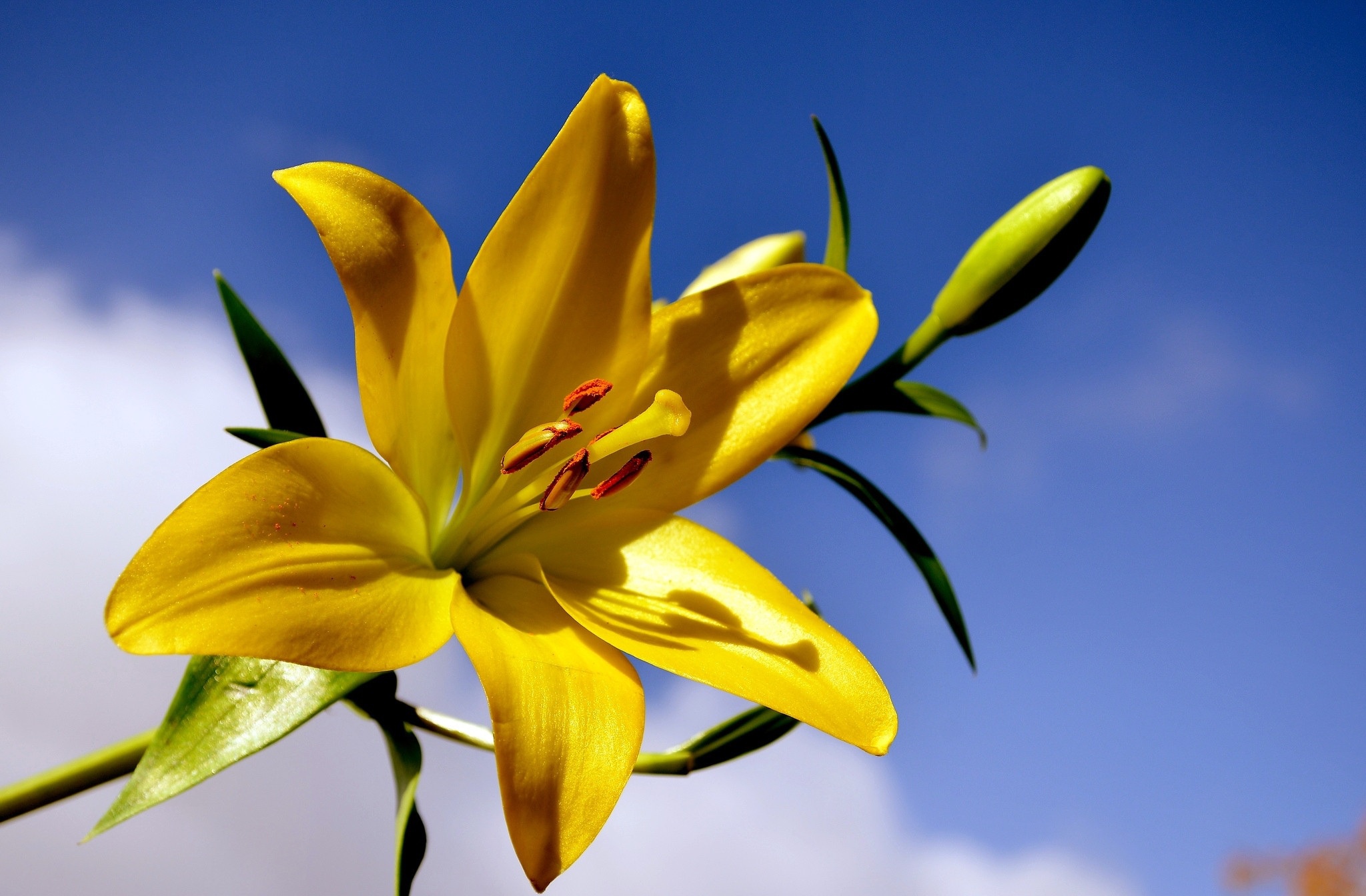 General 2048x1344 plants flowers yellow flowers lilies