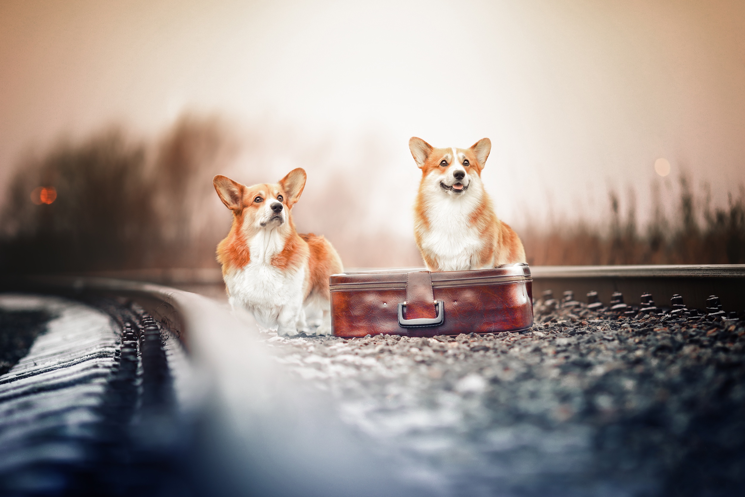 General 2500x1667 outdoors suitcase dog animals mammals railway