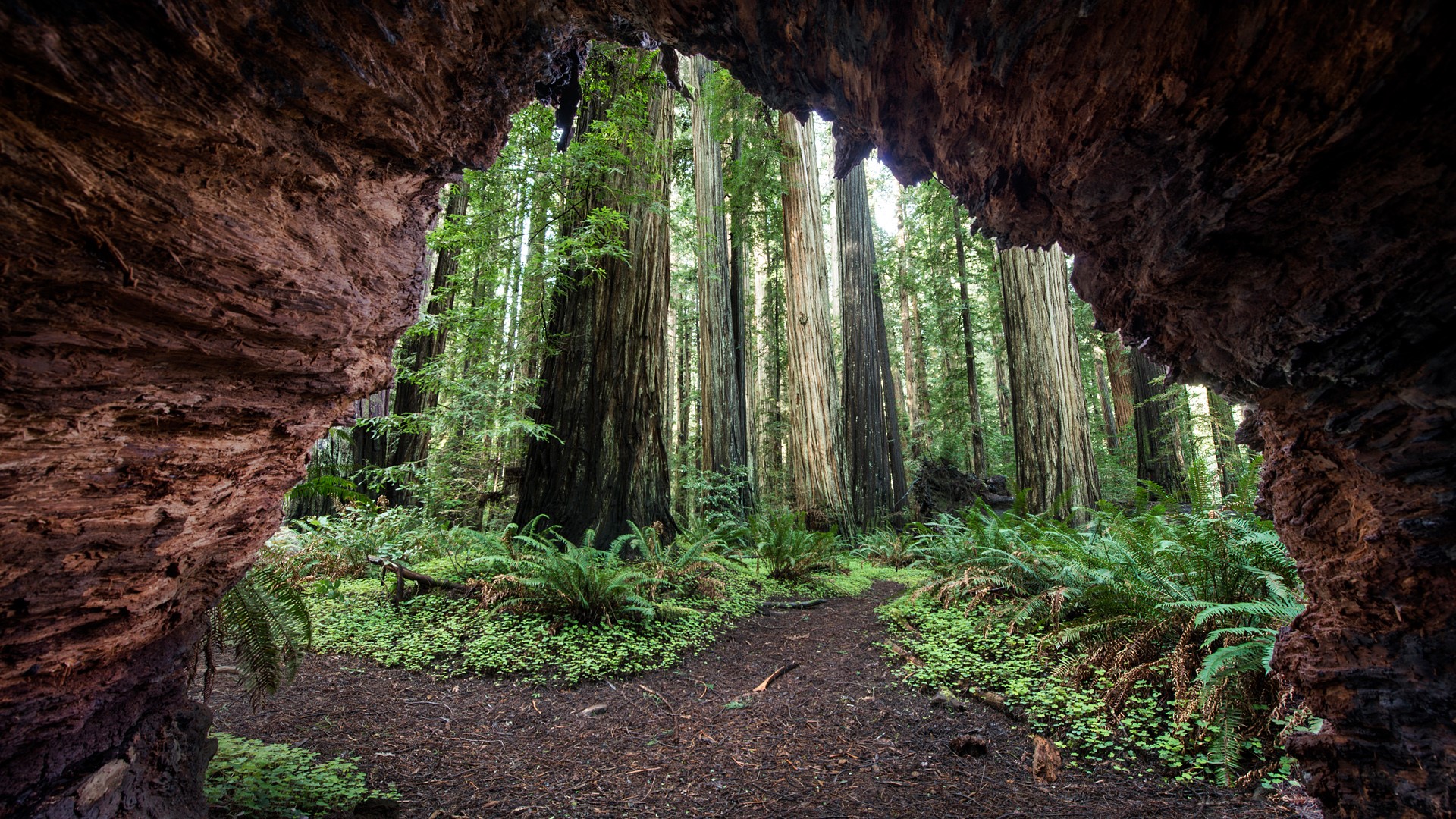 General 1920x1080 nature rocks cave forest plants trees redwood California USA