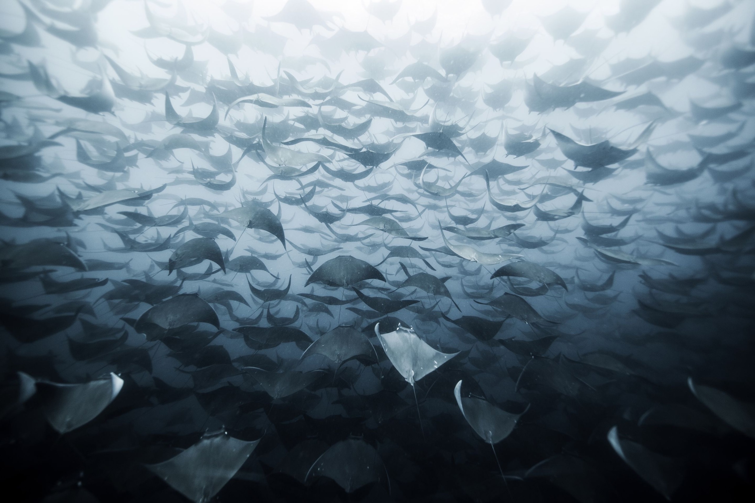 General 2560x1707 sea underwater animals sea life nature manta rays
