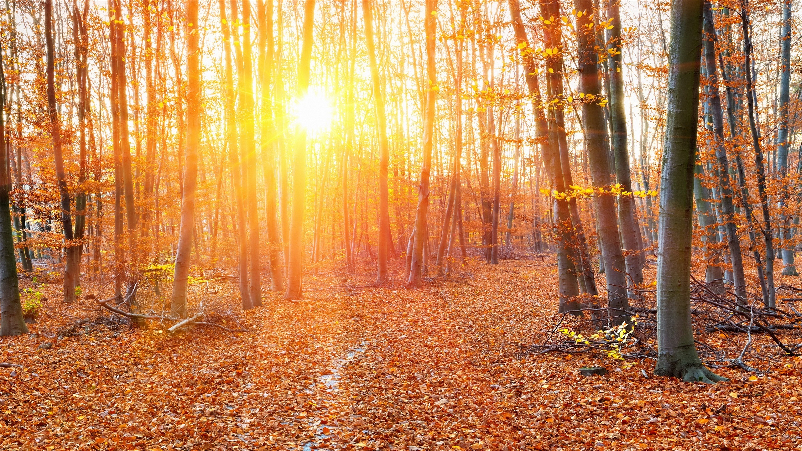 General 2560x1440 forest sunlight Sun fall leaves trees nature