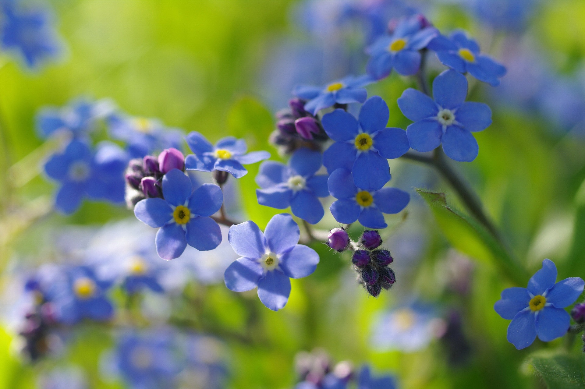 General 1920x1277 colorful flowers blue flowers plants forget-me-nots closeup macro