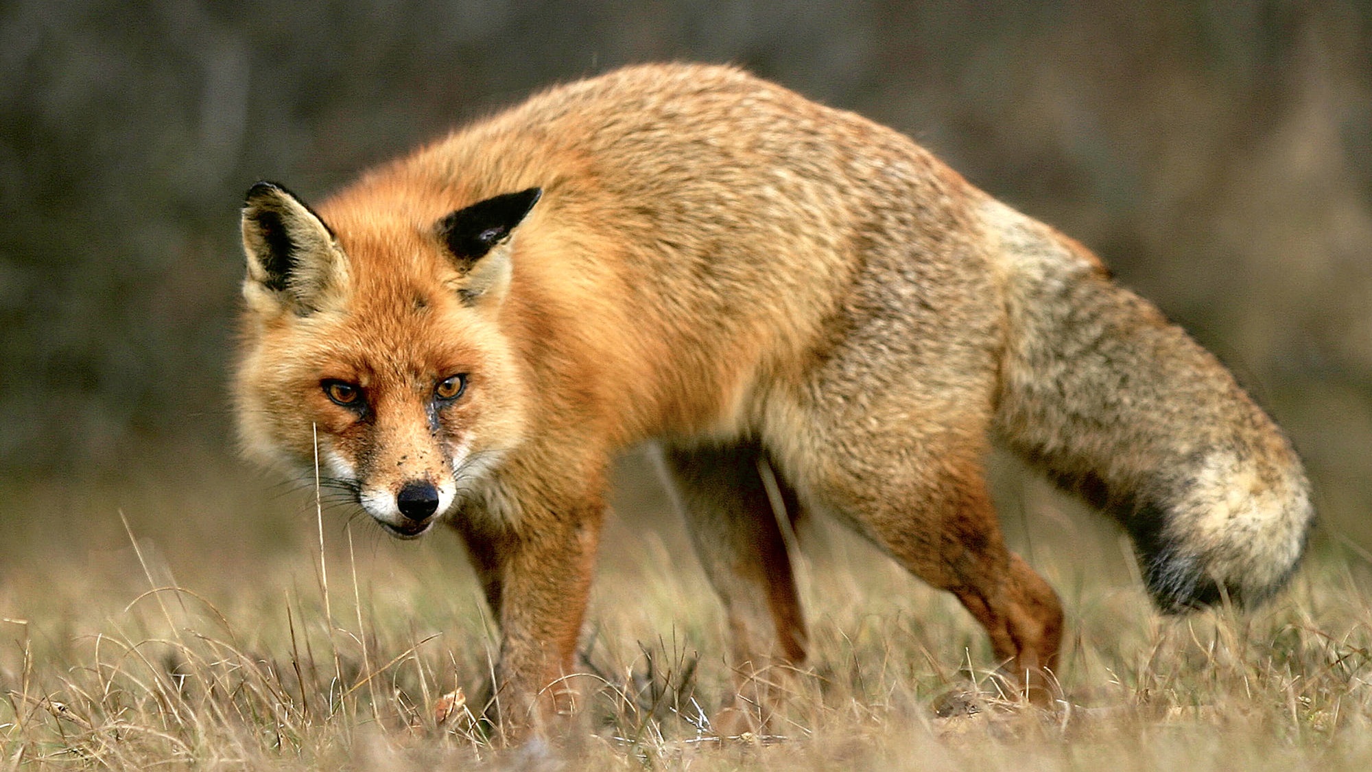 General 2000x1125 animals fox nature photography