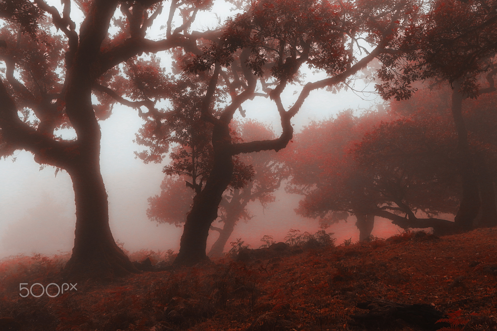 General 2048x1365 red nature landscape 500px Niko Angelopoulos trees mist watermarked