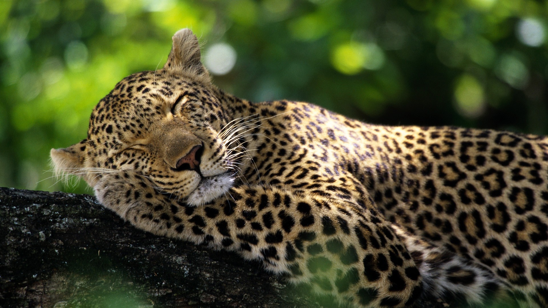 General 1920x1080 sleeping bokeh wildlife nature leopard animals mammals green background big cats relaxing