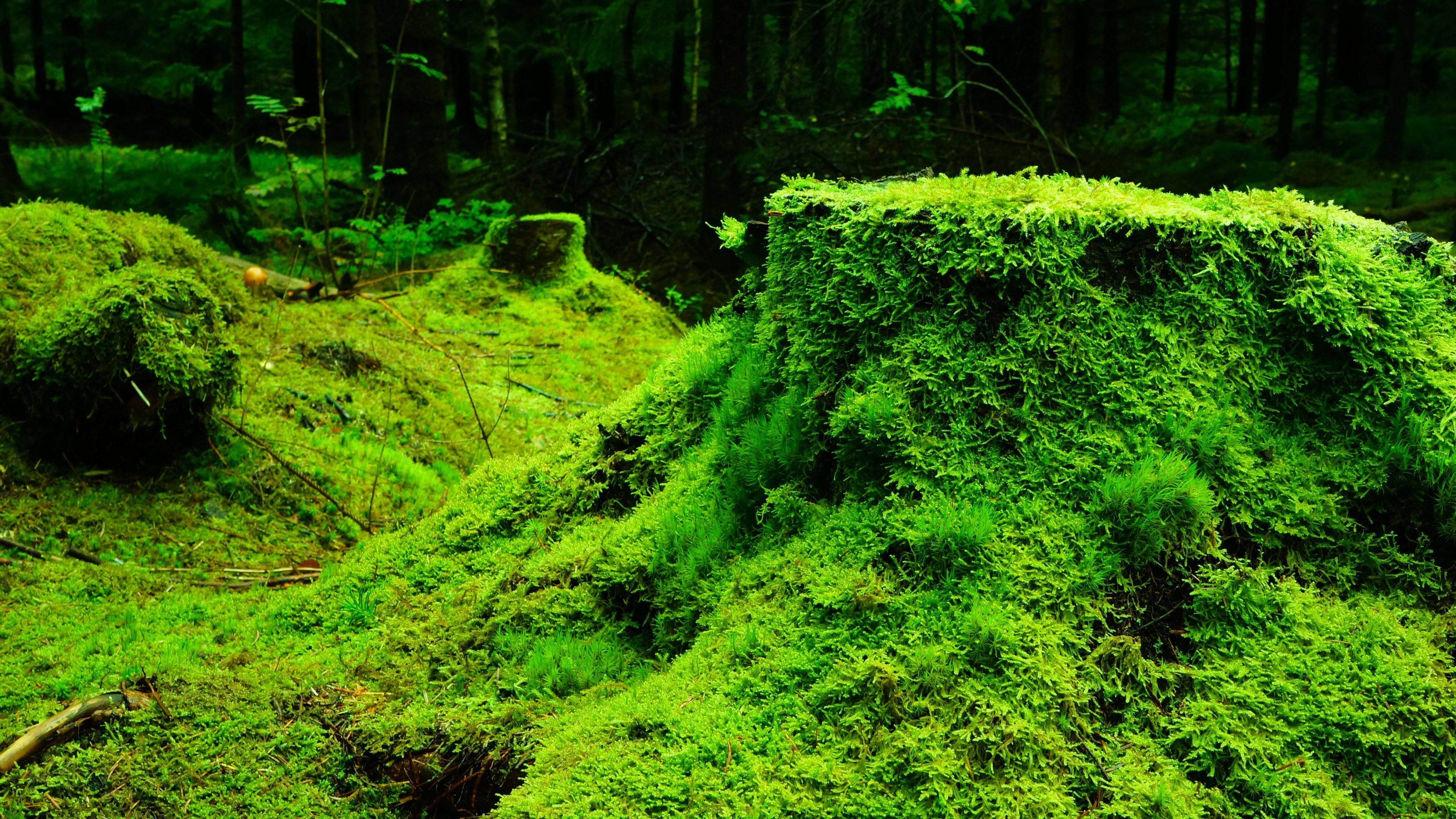 General 3840x2160 nature moss plants forest trees leaves wood