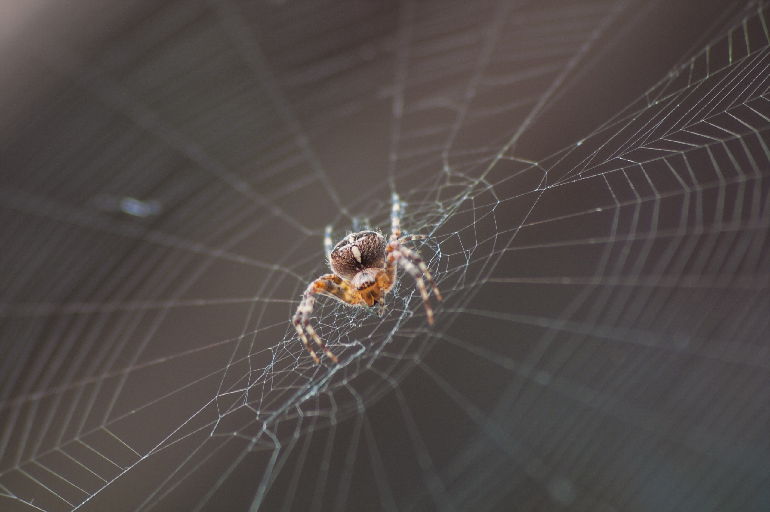 General 2560x1701 animals macro spider spiderwebs arachnid nature