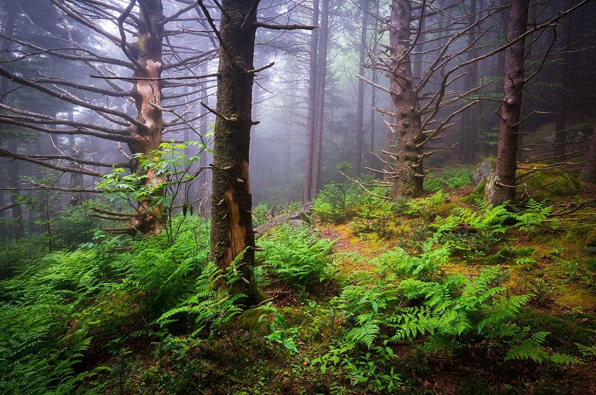 General 1230x816 nature mist forest ferns morning daylight trees