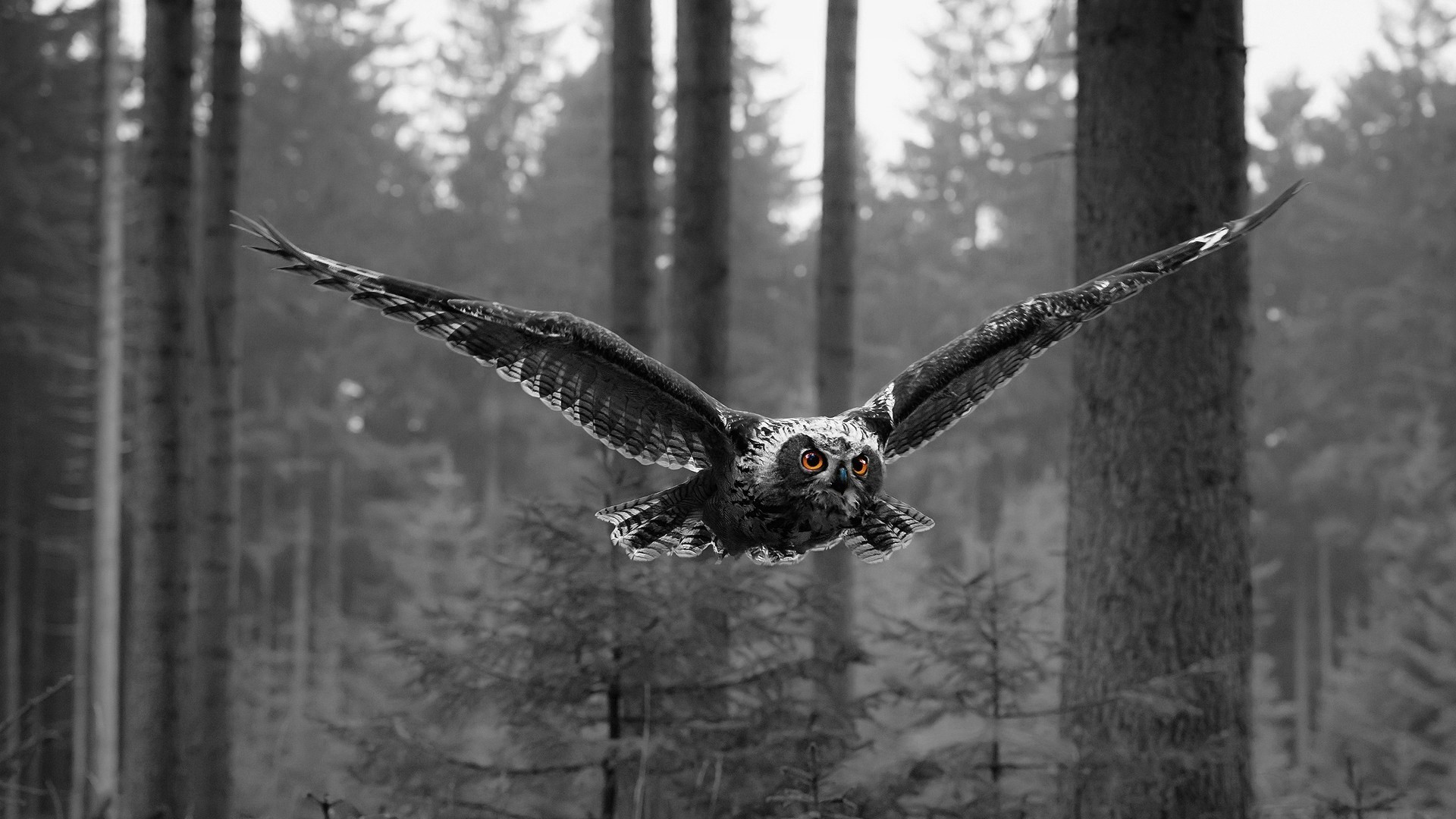 General 1920x1080 selective coloring animals owl birds wings flying nature