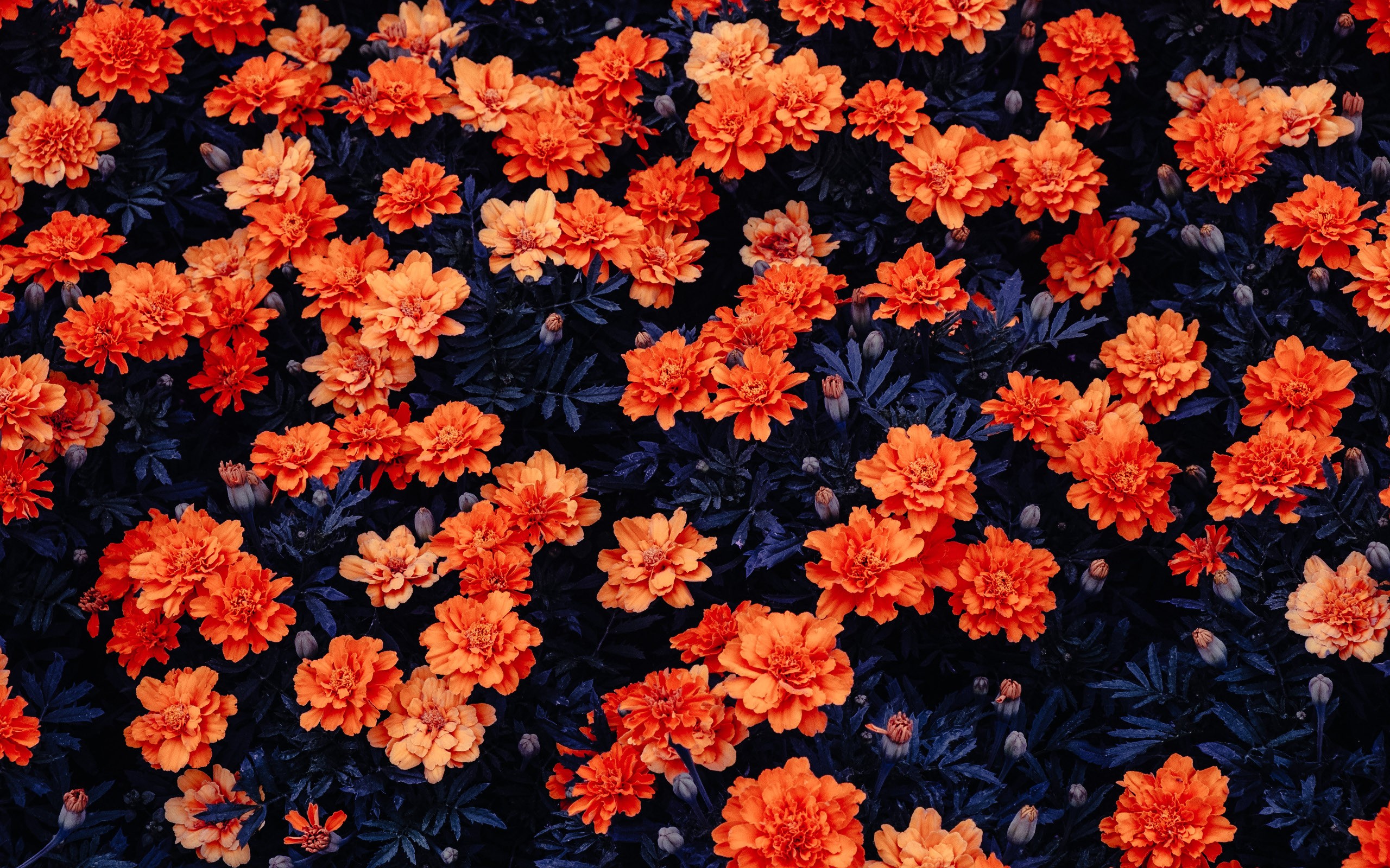 General 2560x1600 flowers top view plants orange flowers color correction nature photography red flowers