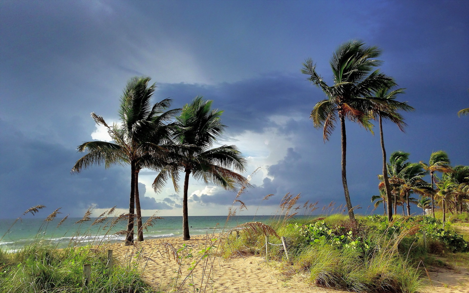 General 1920x1200 palm trees tropical sky beach windy