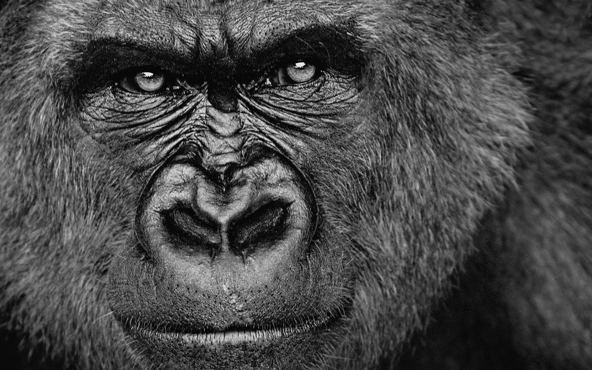 General 1920x1200 gorillas animals monochrome face