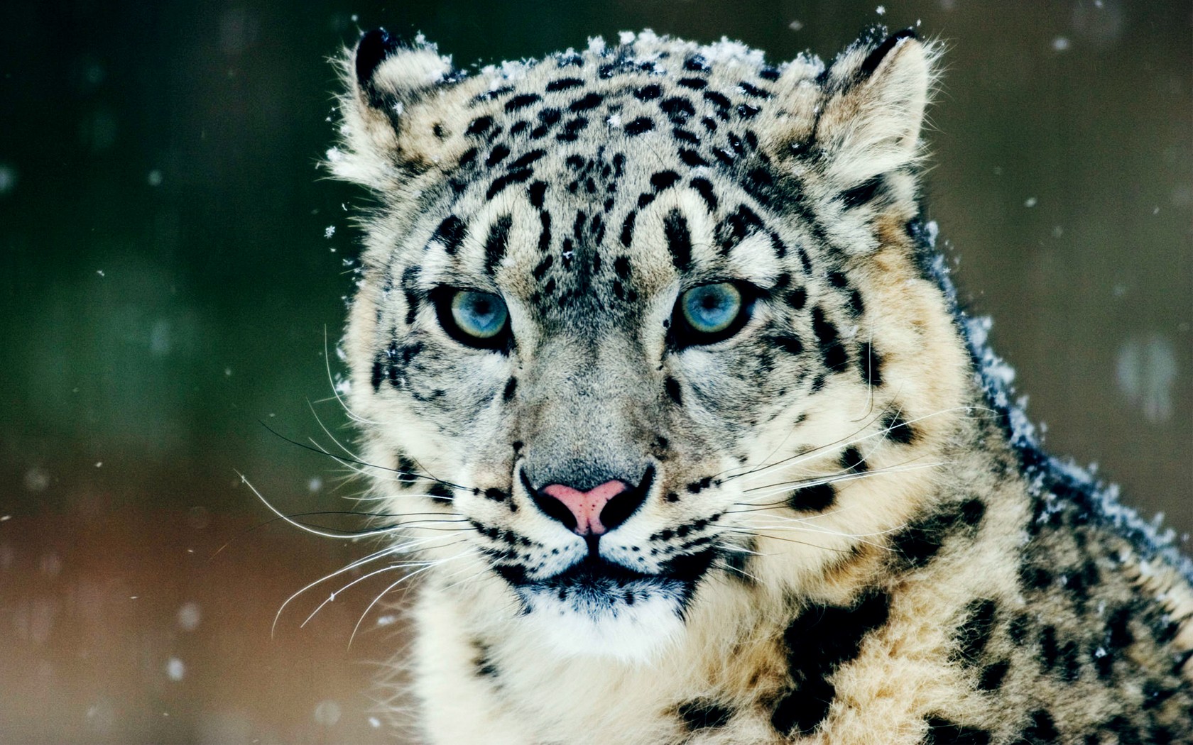 General 1680x1050 snow leopards leopard snow animals mammals big cats