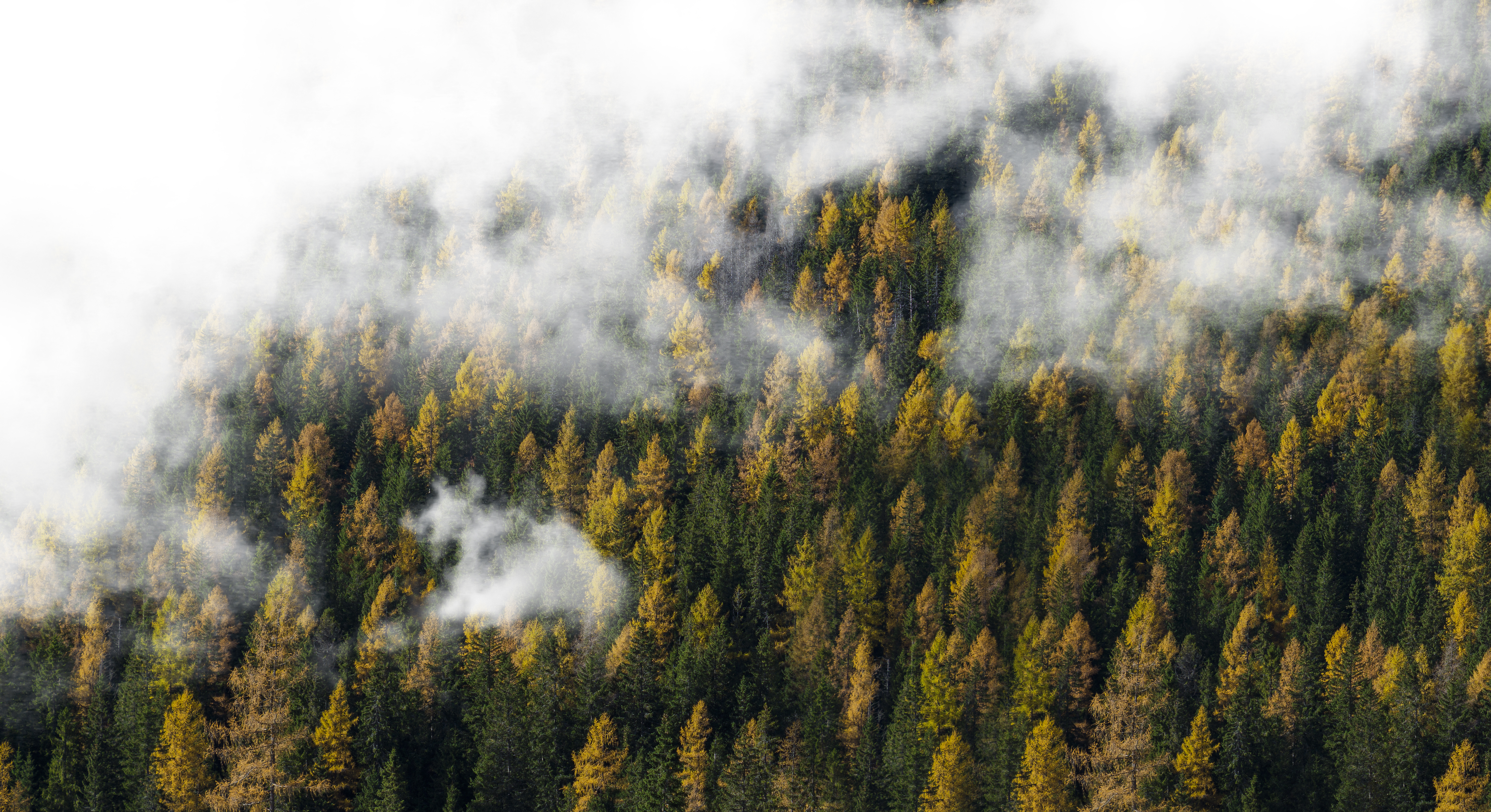General 5456x2972 trees mist clouds photography wood
