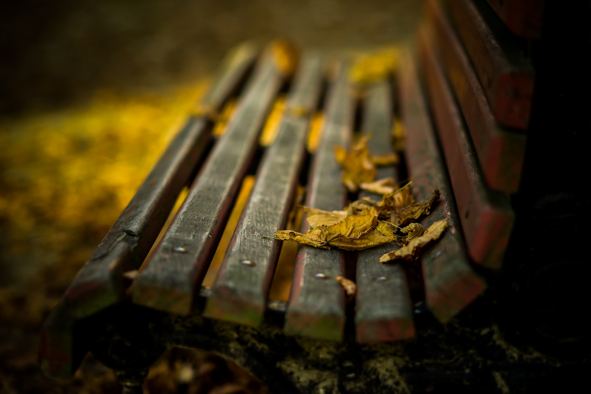 General 2048x1365 bench fall leaves depth of field