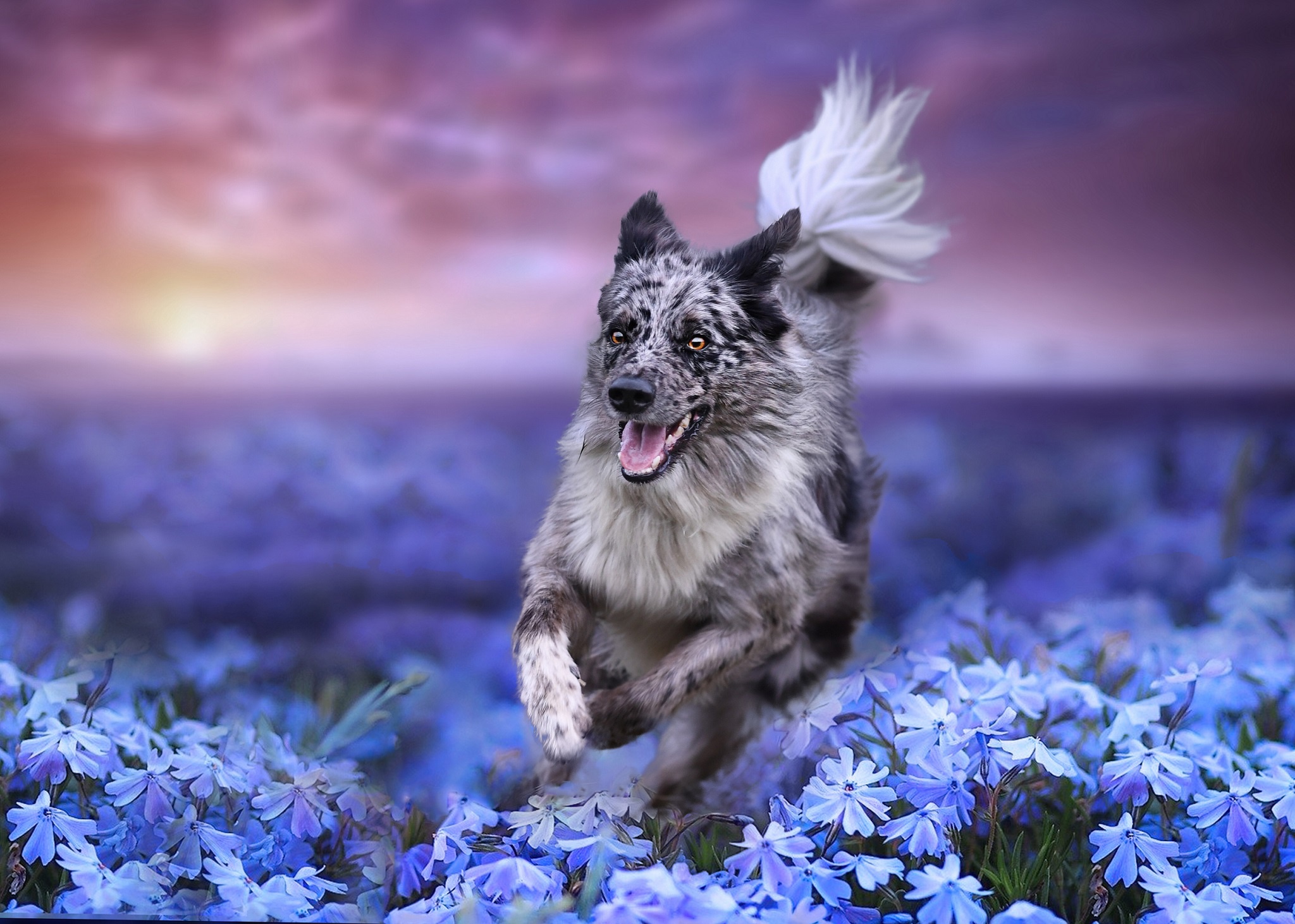 General 2048x1462 nature colorful dog plants flowers animals