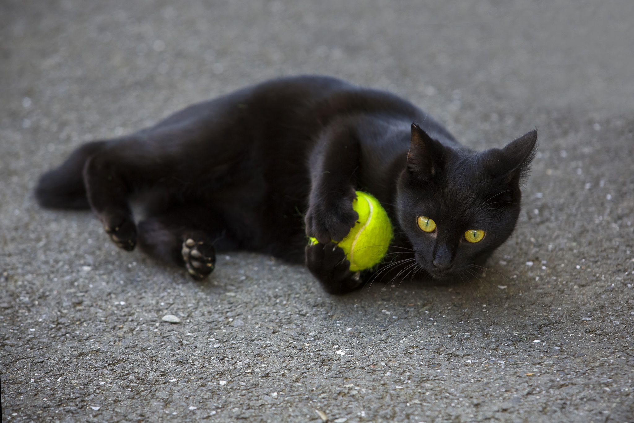 General 2048x1365 ball tennis balls cats black cats animals yellow eyes