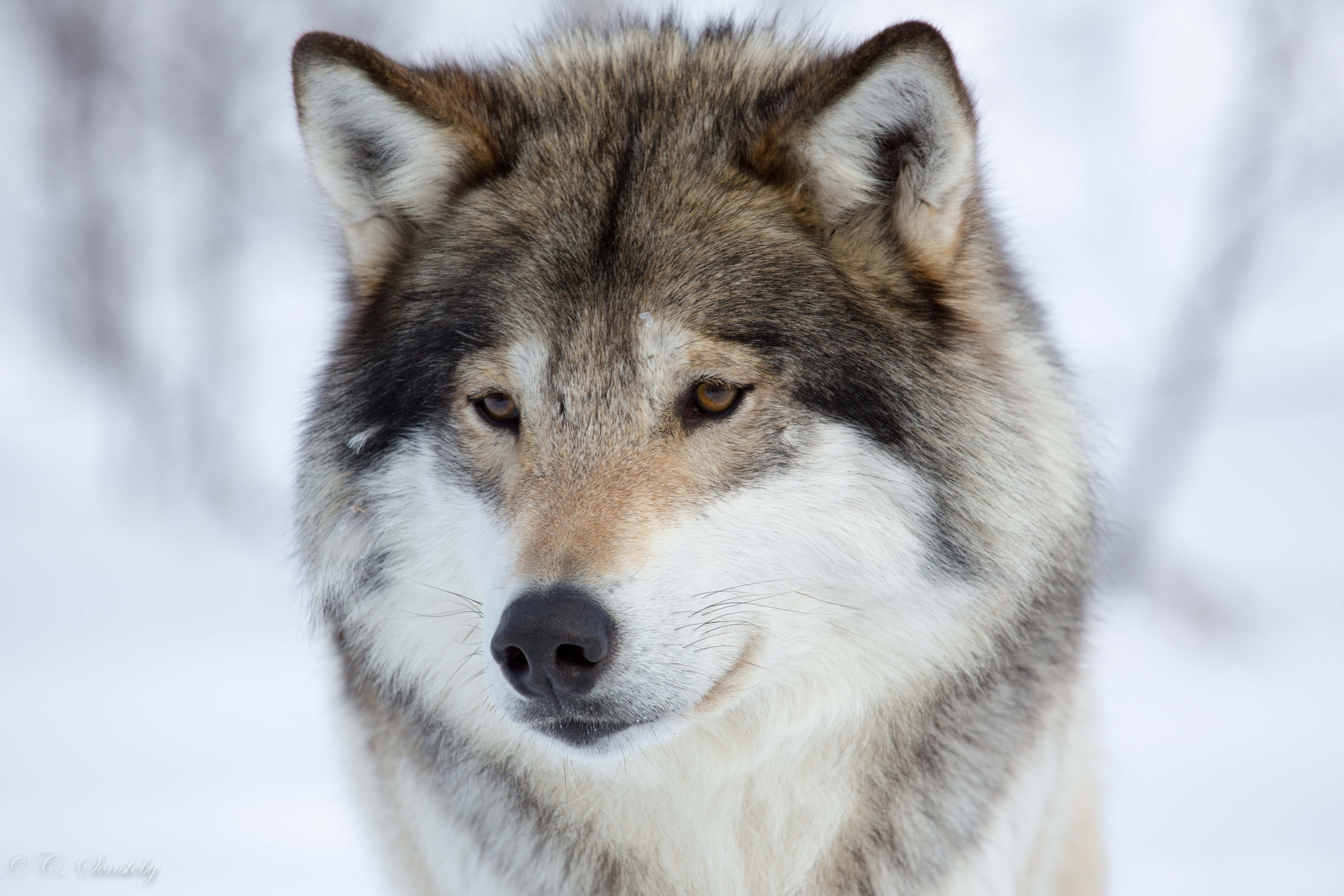 General 5760x3840 wolf animals outdoors brown eyes closeup watermarked