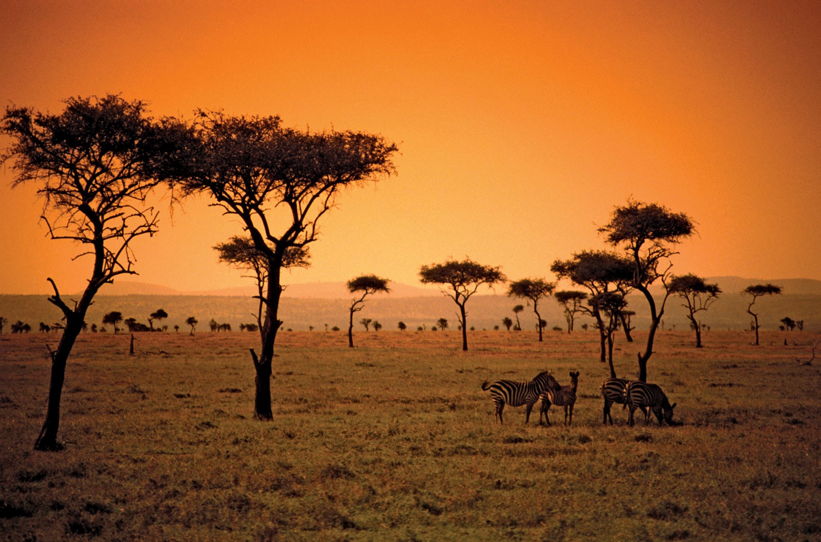 General 1600x1056 Africa nature landscape trees animals mammals orange sky zebras
