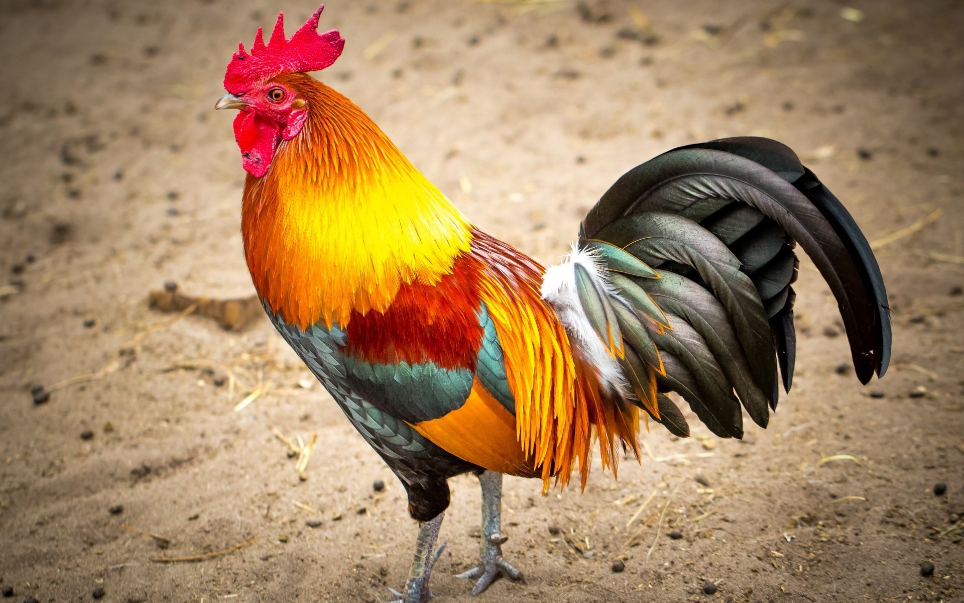 General 1920x1200 roosters colorful animals birds closeup