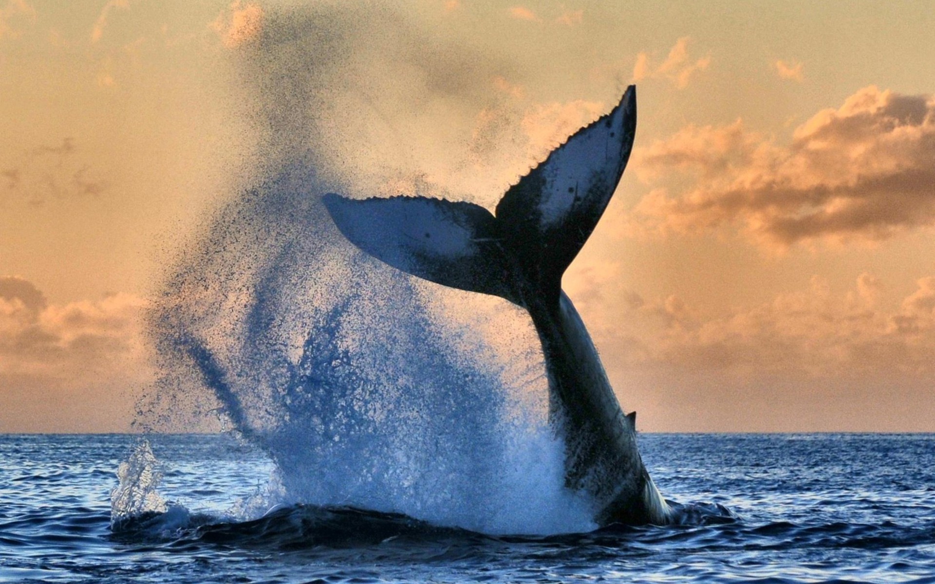 General 1920x1200 animals sky sea nature whale