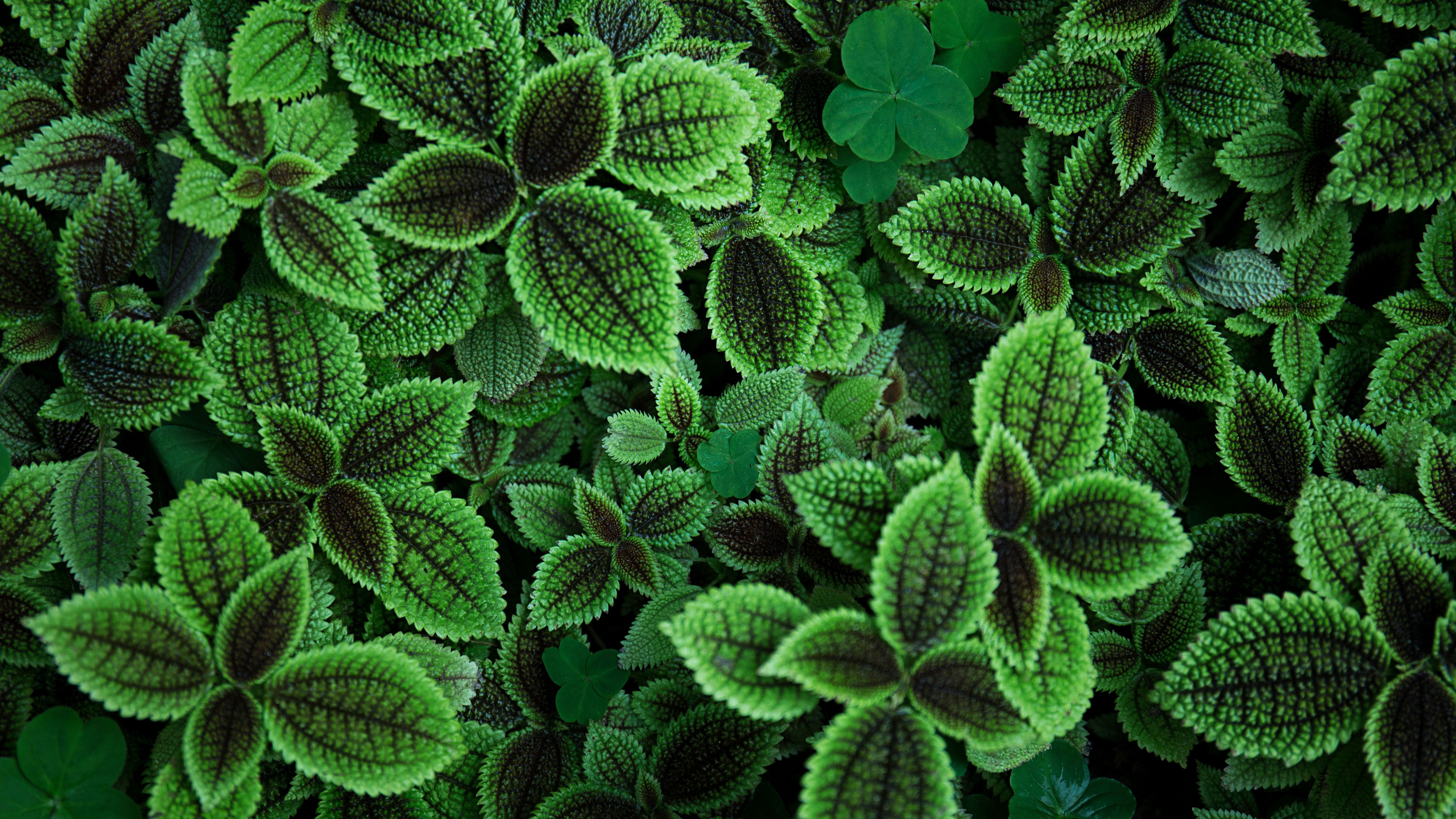 General 5120x2880 photography green plants leaves closeup