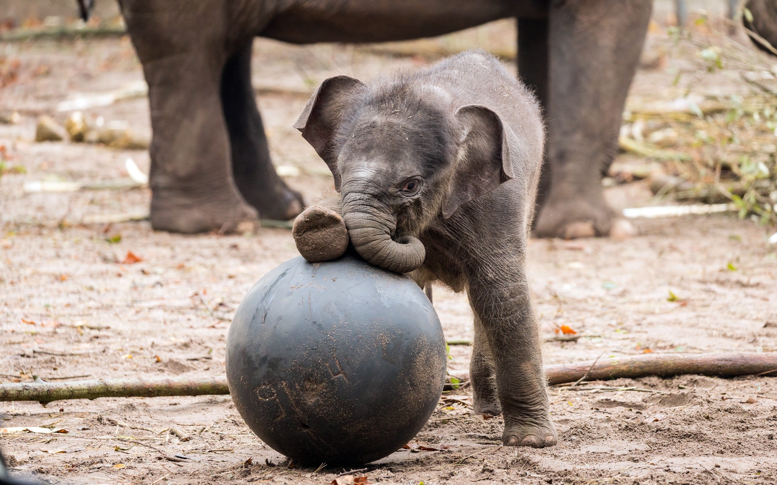 General 2560x1600 baby animals animals elephant
