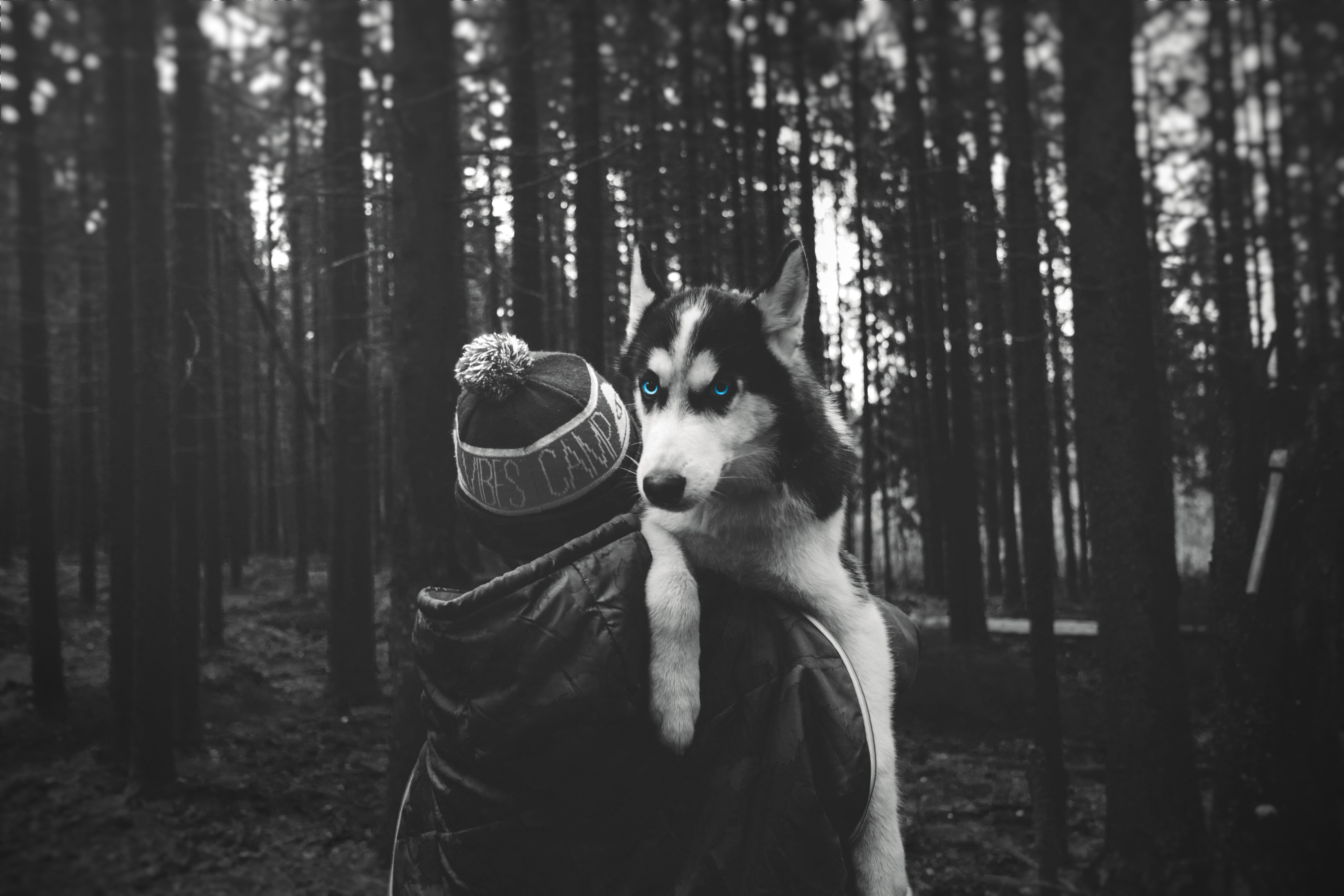 People 5472x3648 forest dog Siberian Husky  selective coloring