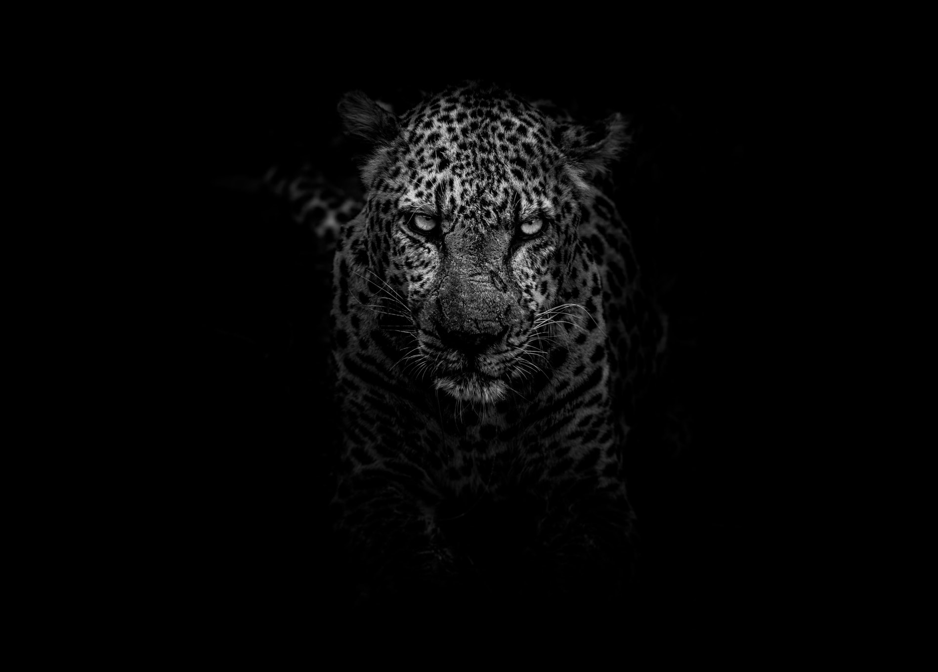 General 1898x1360 animal eyes monochrome leopard