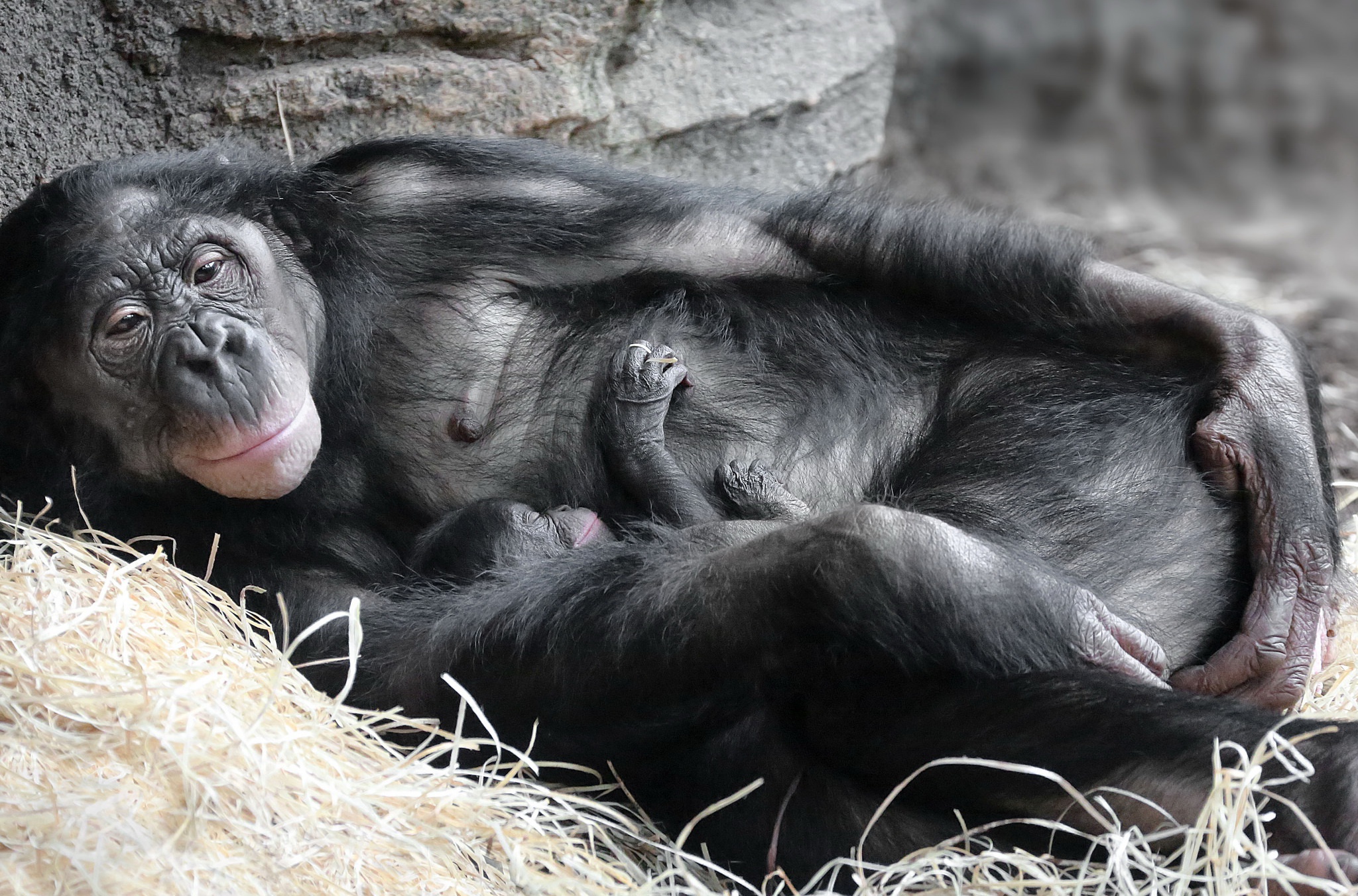 General 2048x1352 apes baby animals Mother sleeping mammals smiling animals