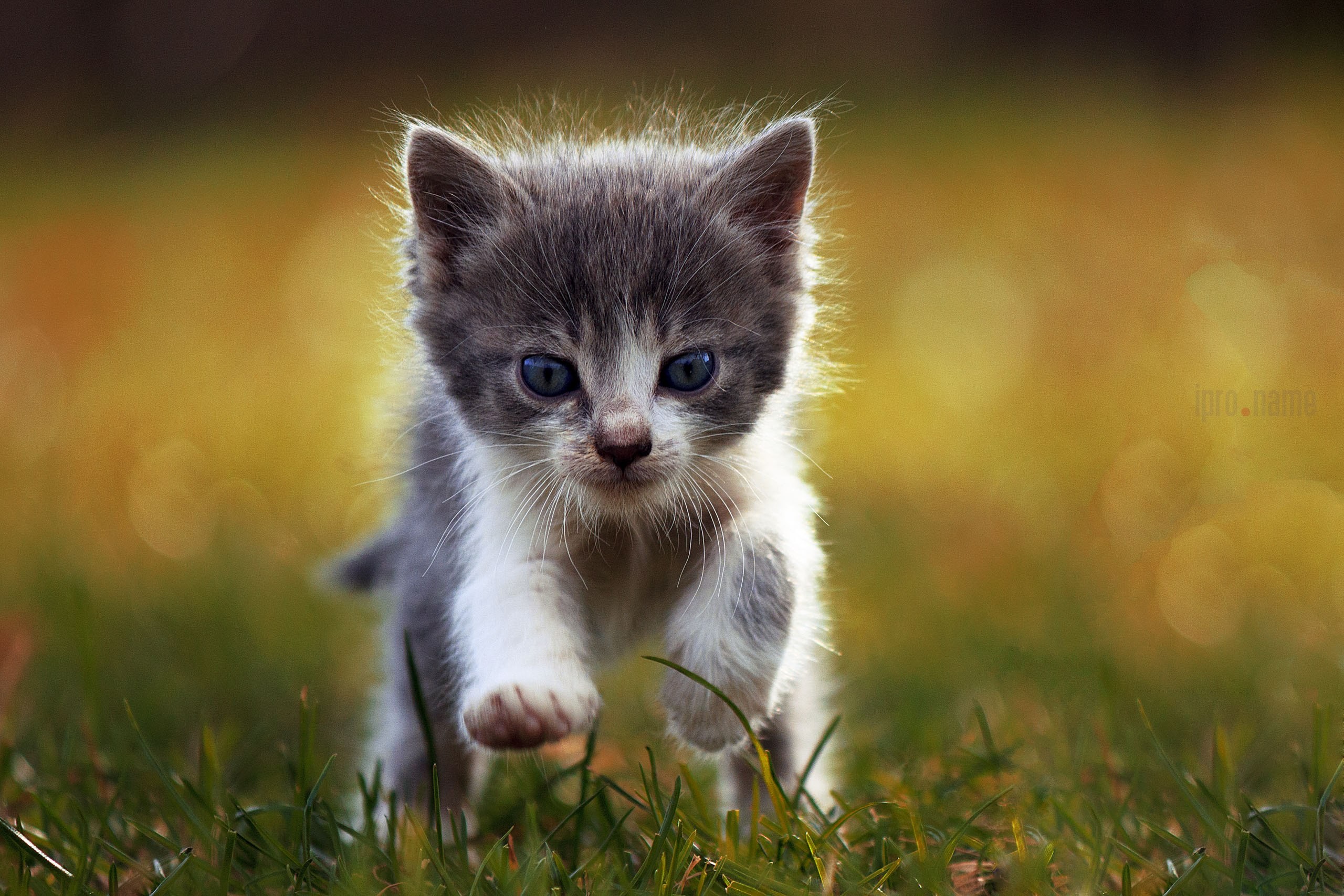 General 2560x1707 animals cats depth of field blue eyes