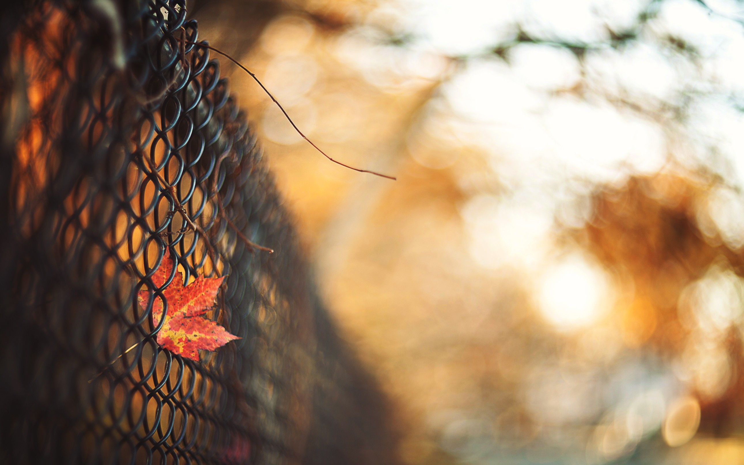 General 2583x1616 fence fall leaves