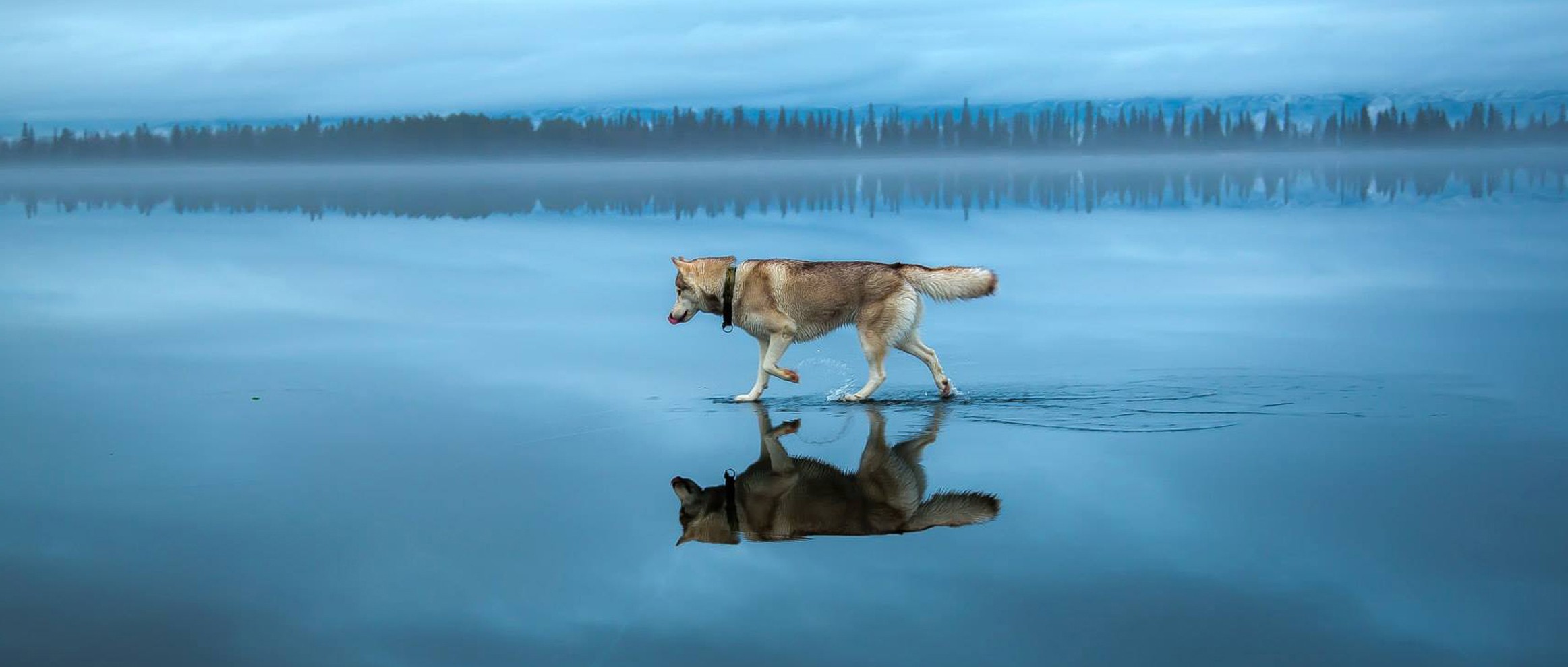 General 2325x990 animals dog Siberian Husky  lake frozen lake landscape winter snow trees