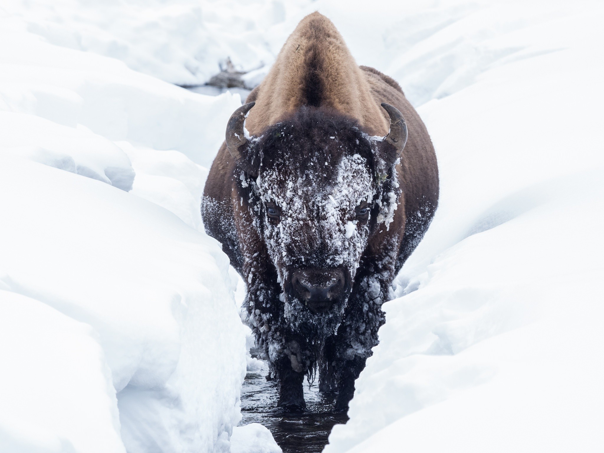 General 2048x1536 bison animals cold winter snow