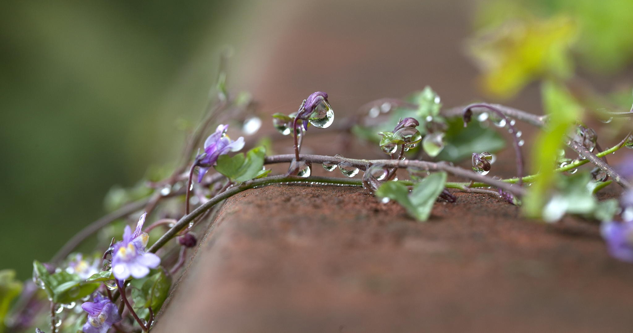 General 2048x1077 photography macro flowers purple flowers water drops leaves depth of field plants