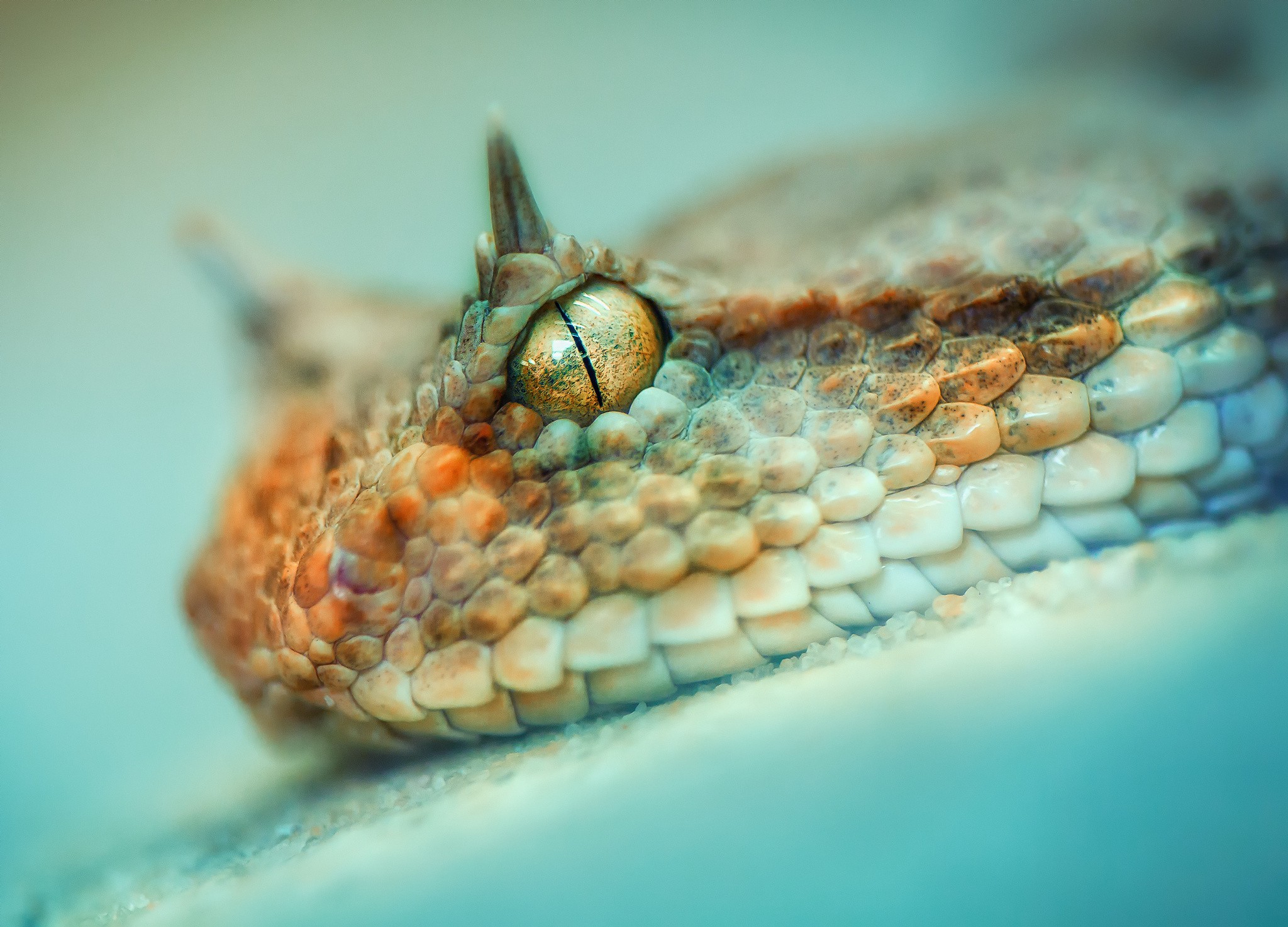 General 2048x1474 photography macro depth of field snake animals reptiles