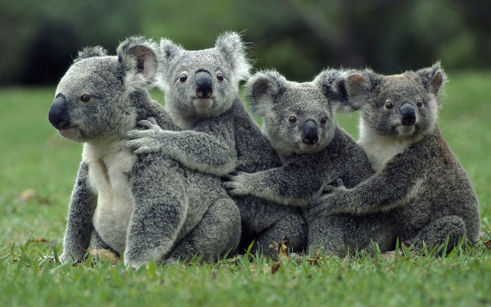 General 1920x1200 koalas animals mammals