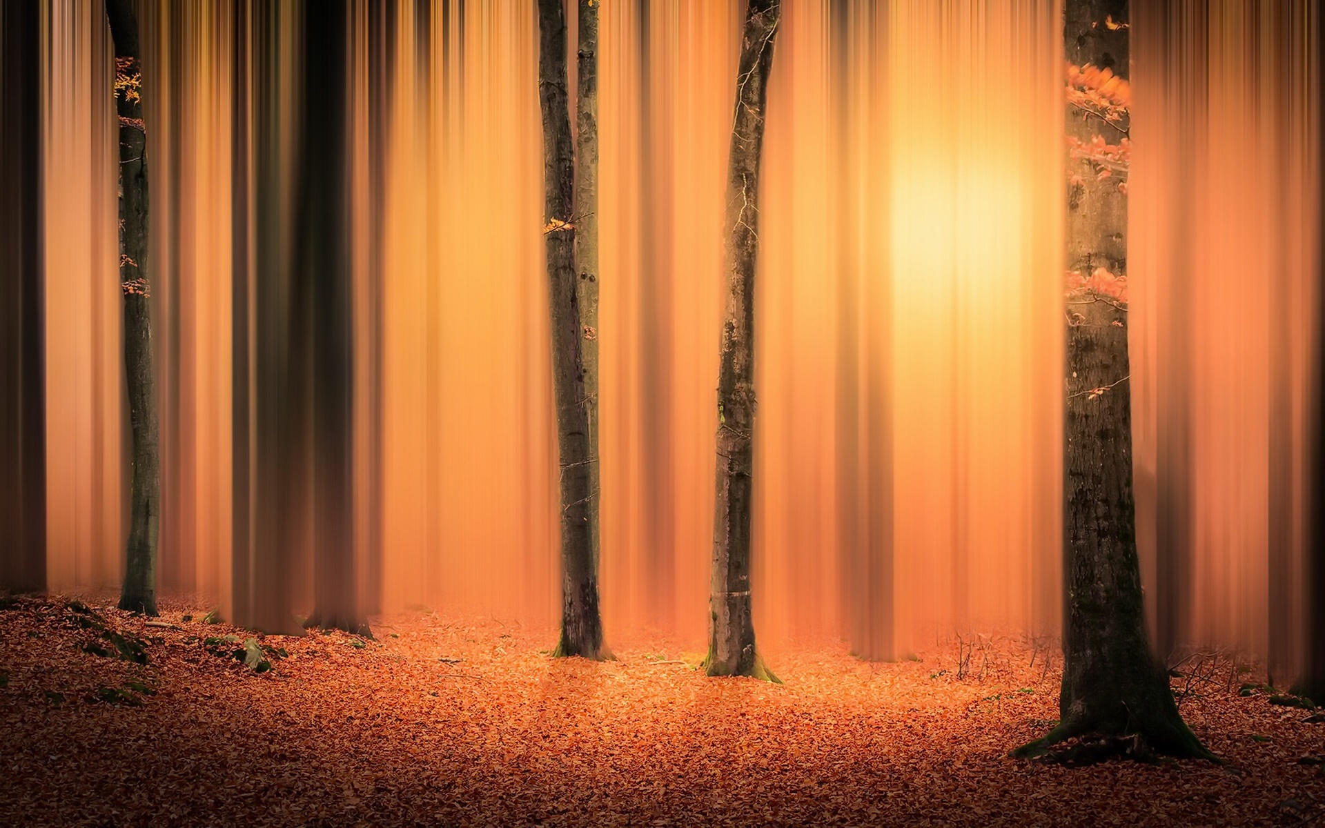 General 1920x1200 nature sunlight forest trees