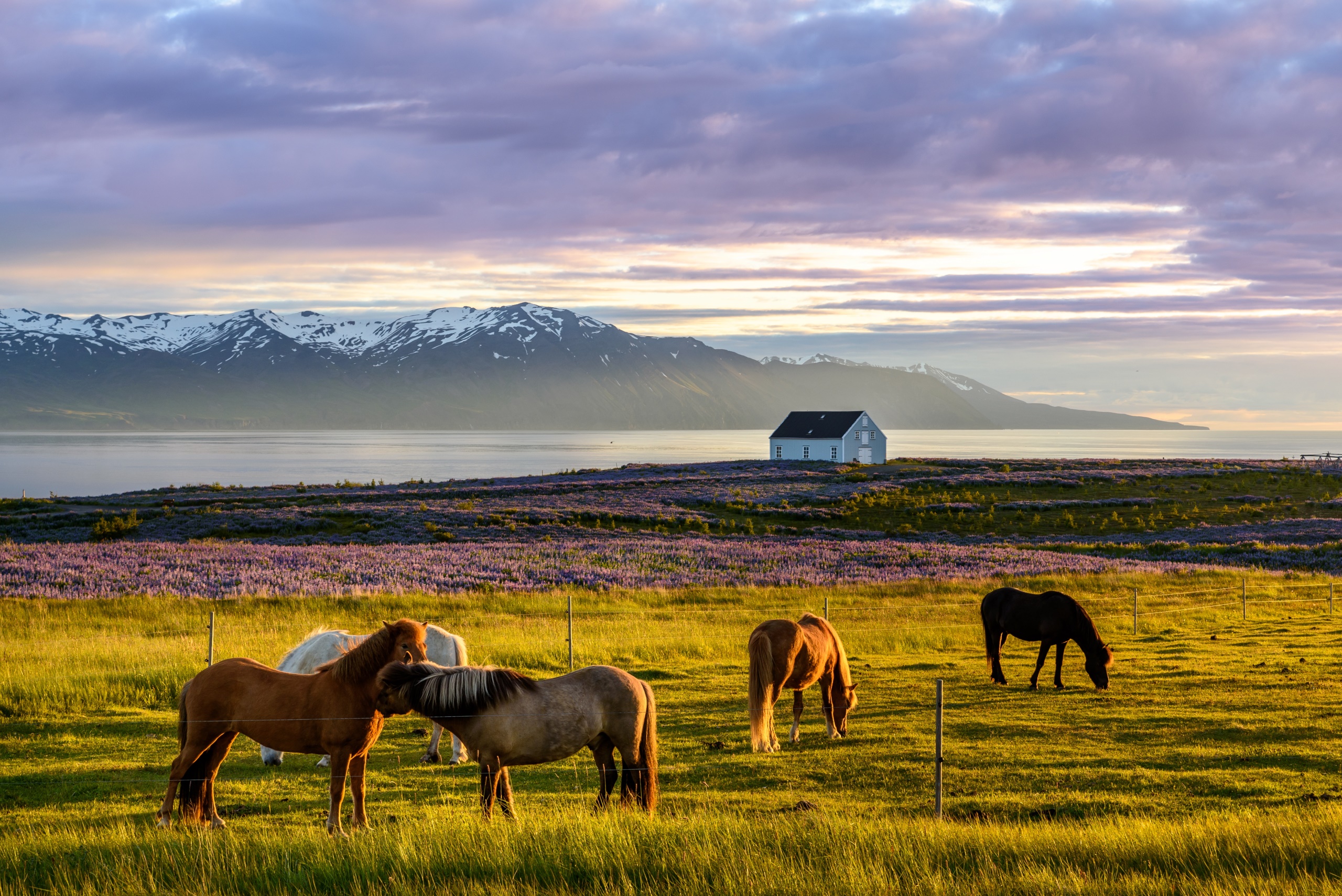 General 2560x1709 Iceland nature horse sky landscape animals