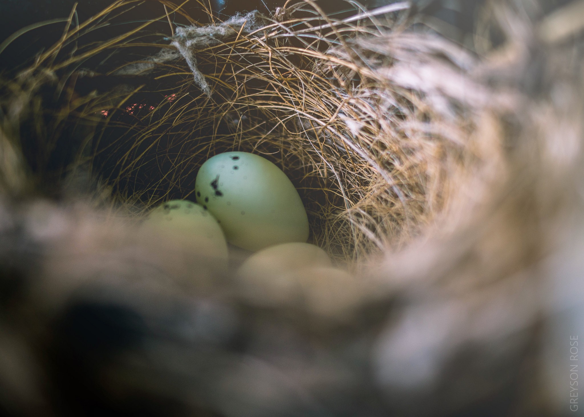 General 2048x1463 macro nests eggs