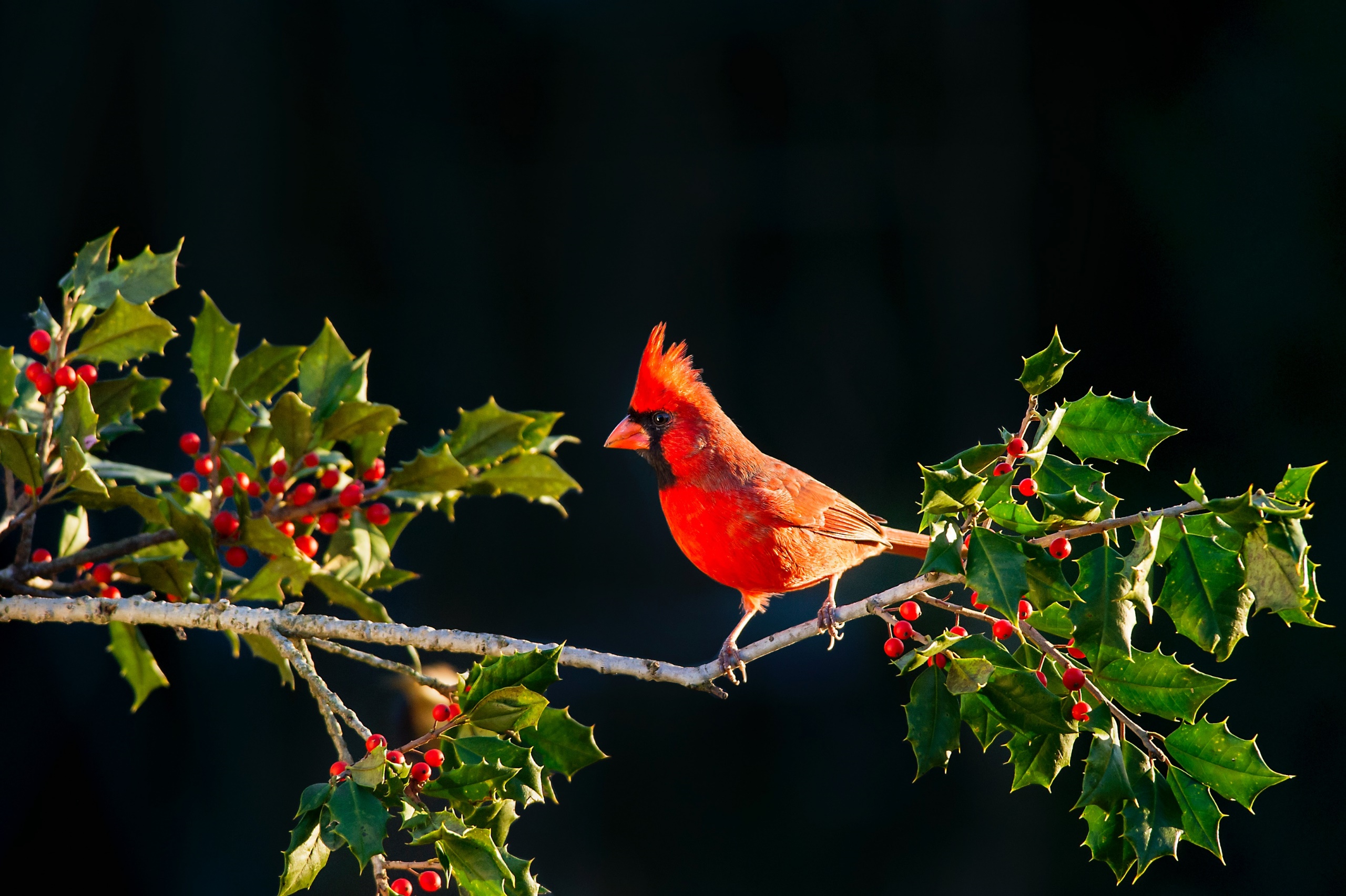 General 2560x1704 nature animals berries birds cardinals vibrant