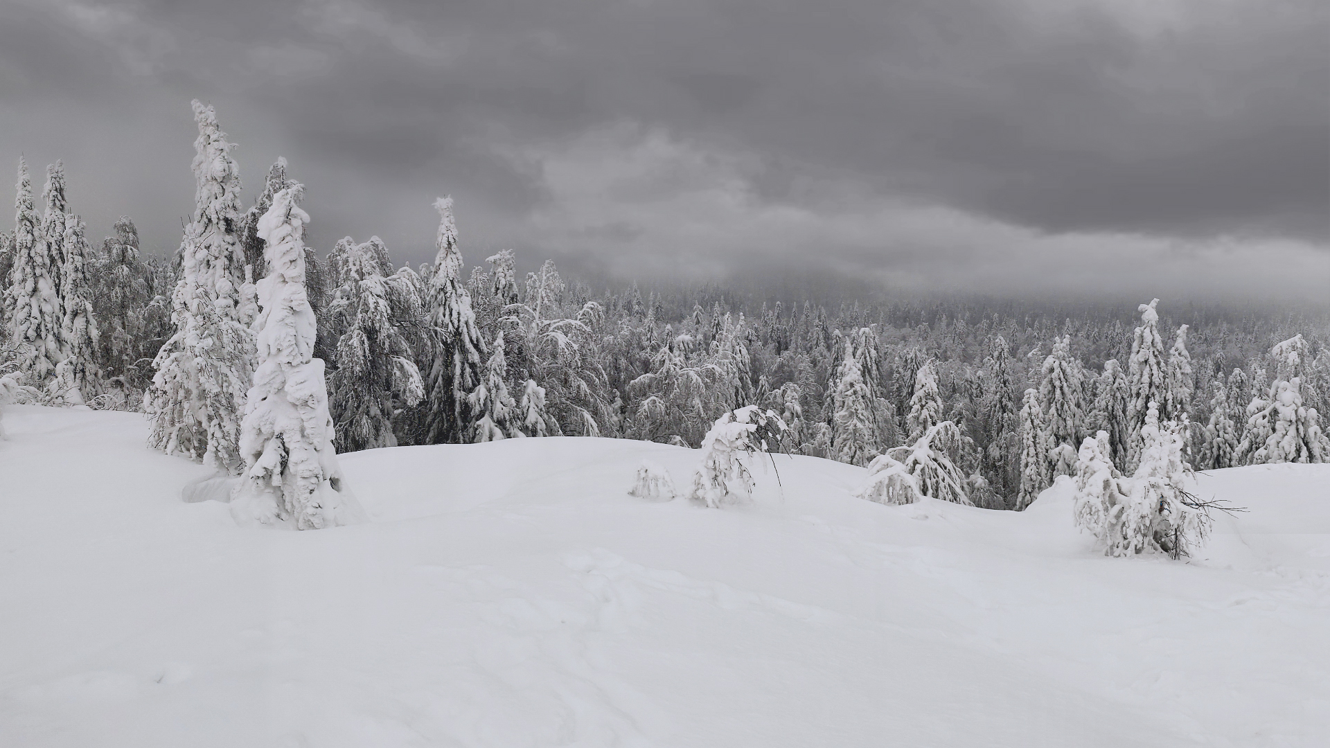 General 1920x1080 snow winter sky trees nature landscape monochrome