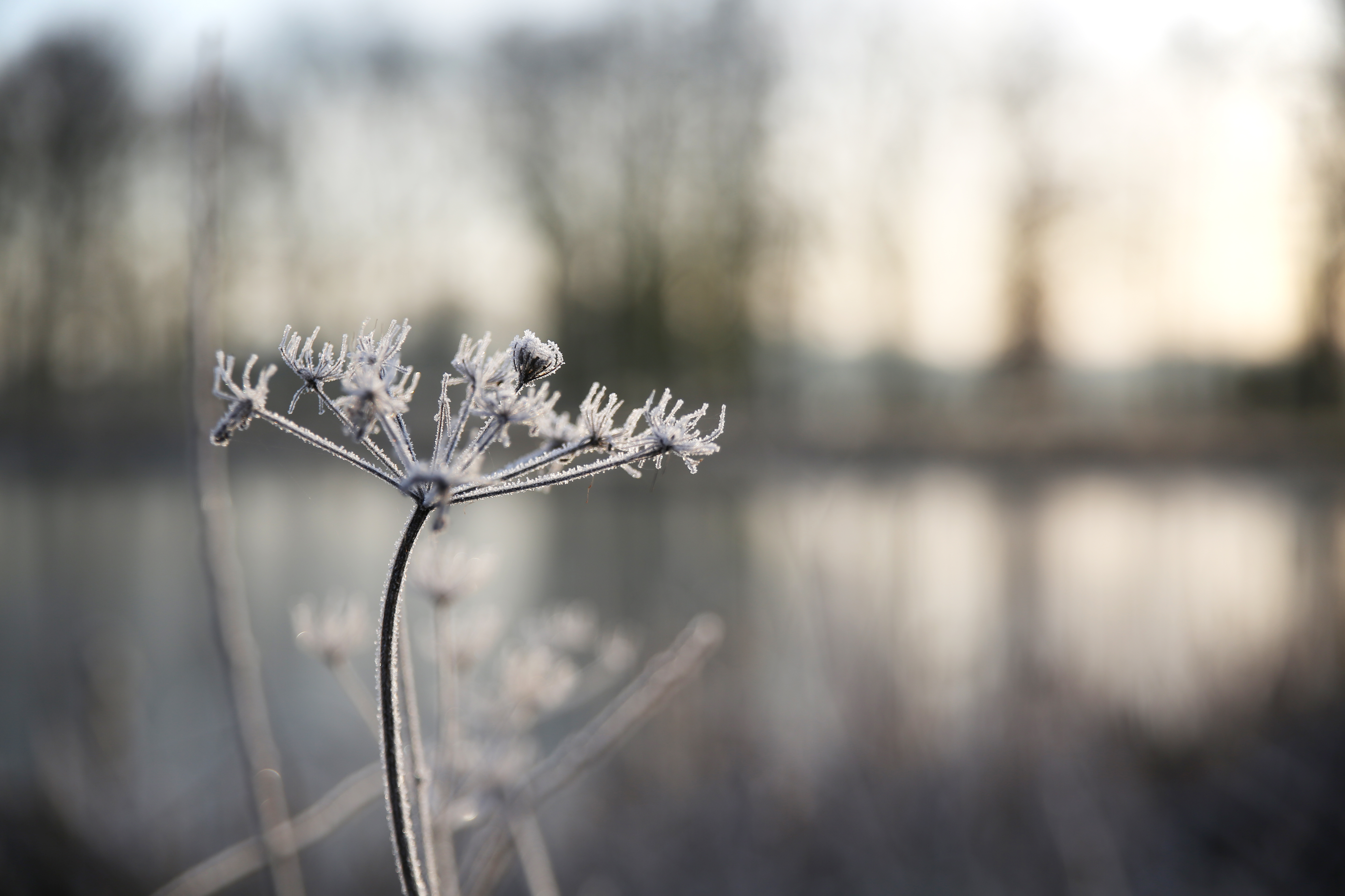 General 5760x3840 nature morning cold plants frost winter