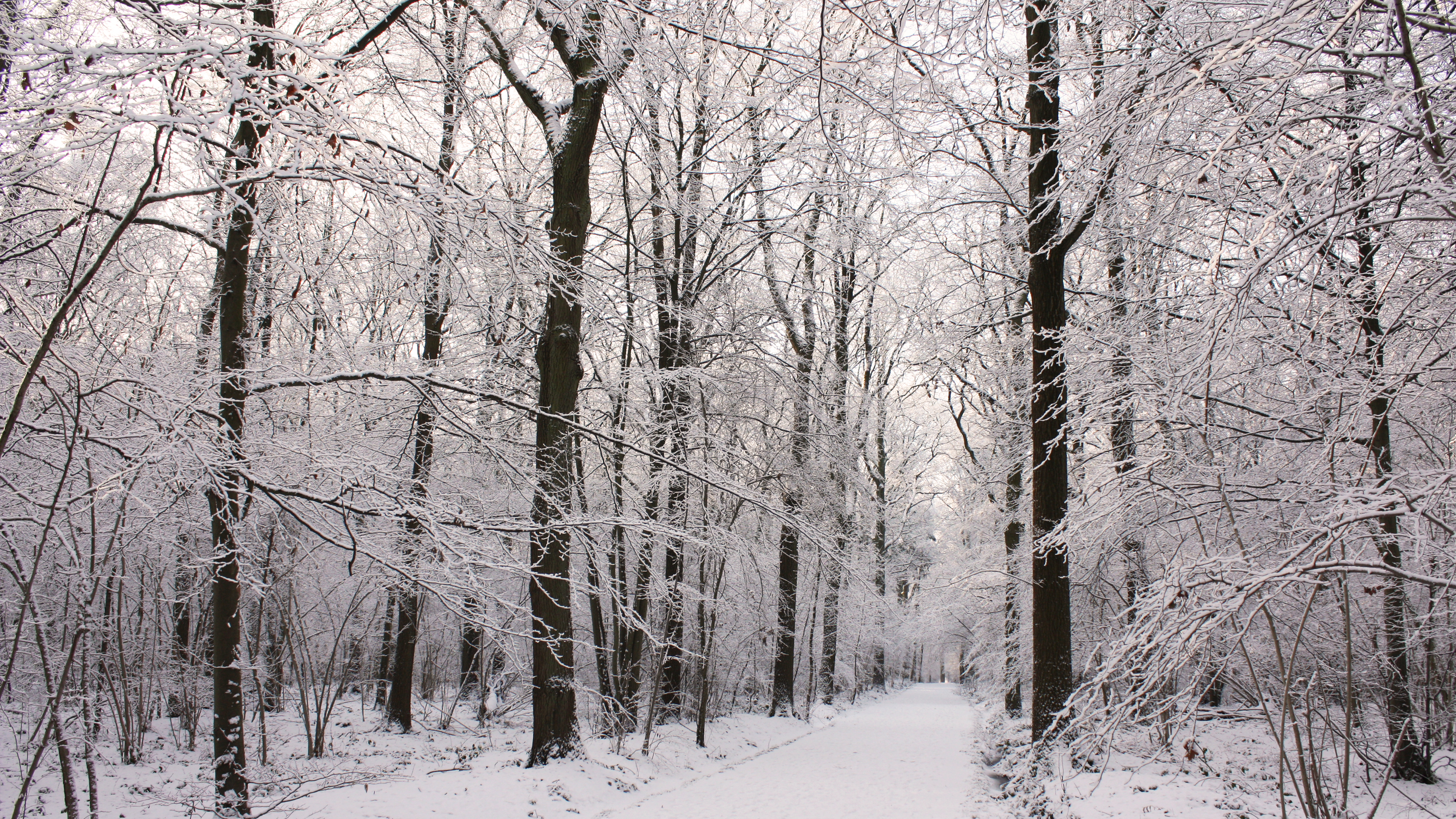 General 3840x2160 cold snow forest trees winter path